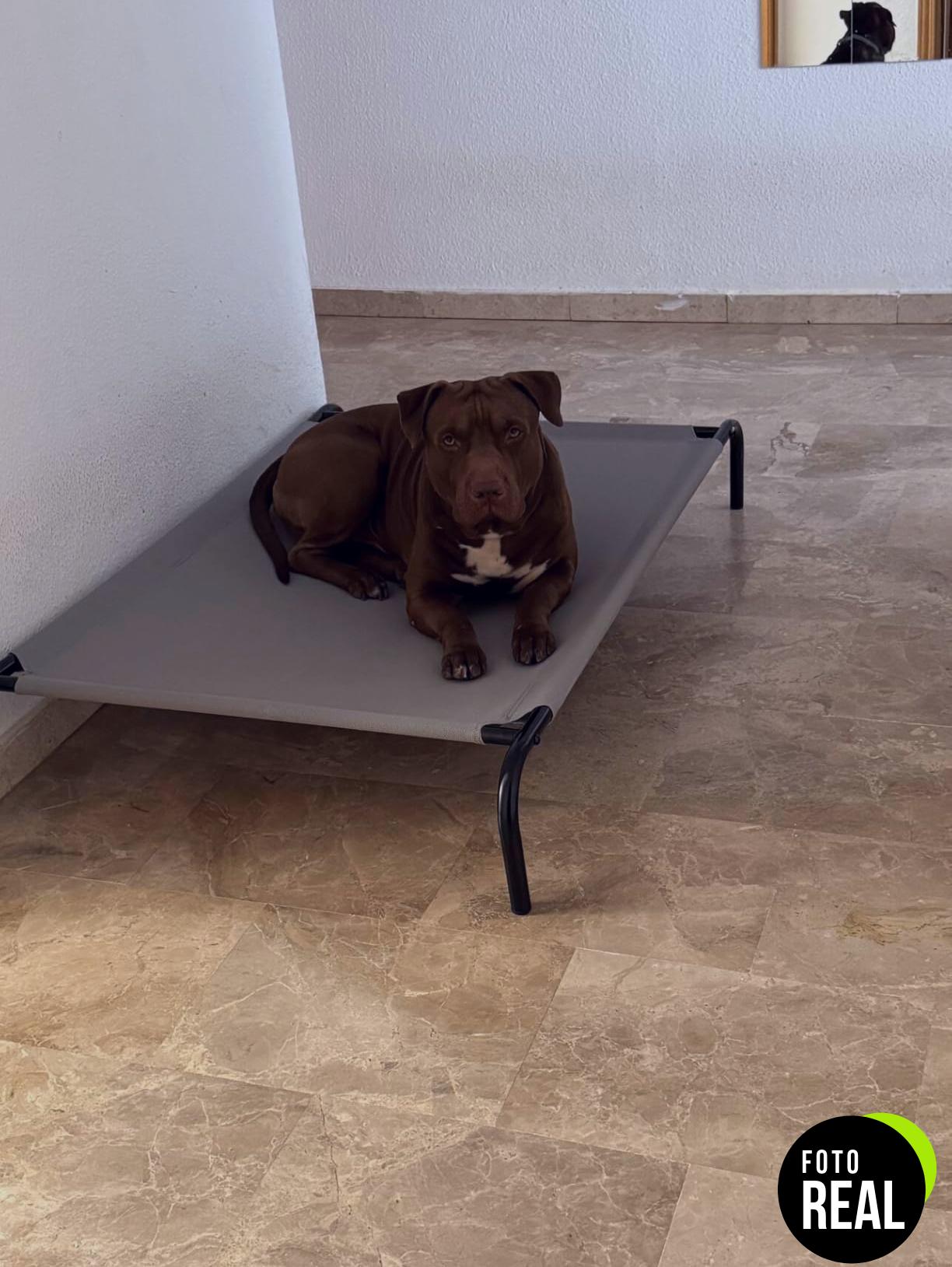 amazon-basics-cama-perros-elevada-gris-110x65-foto-3