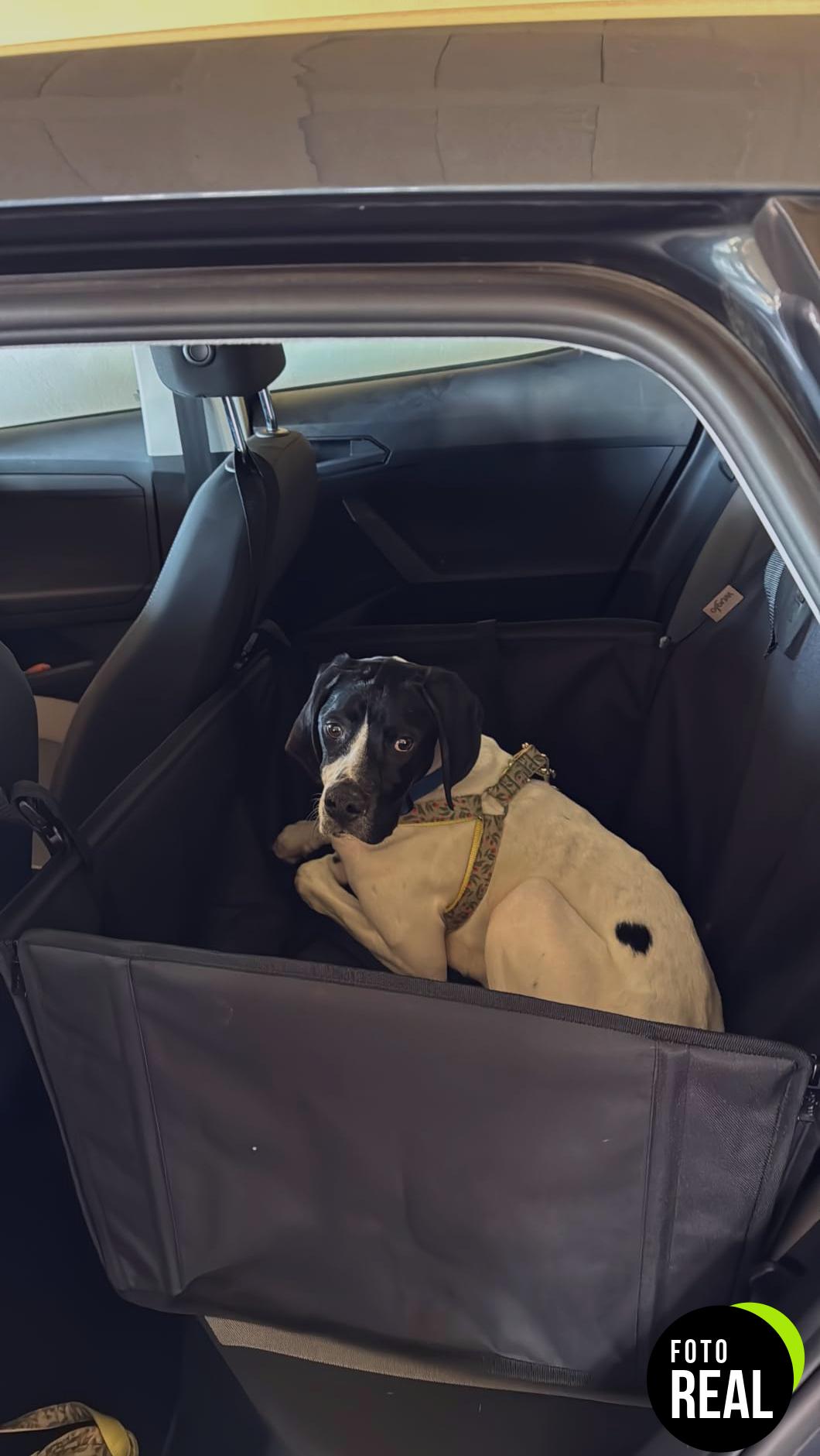 asiento-coche-perro-refuerzo-2-foto-1