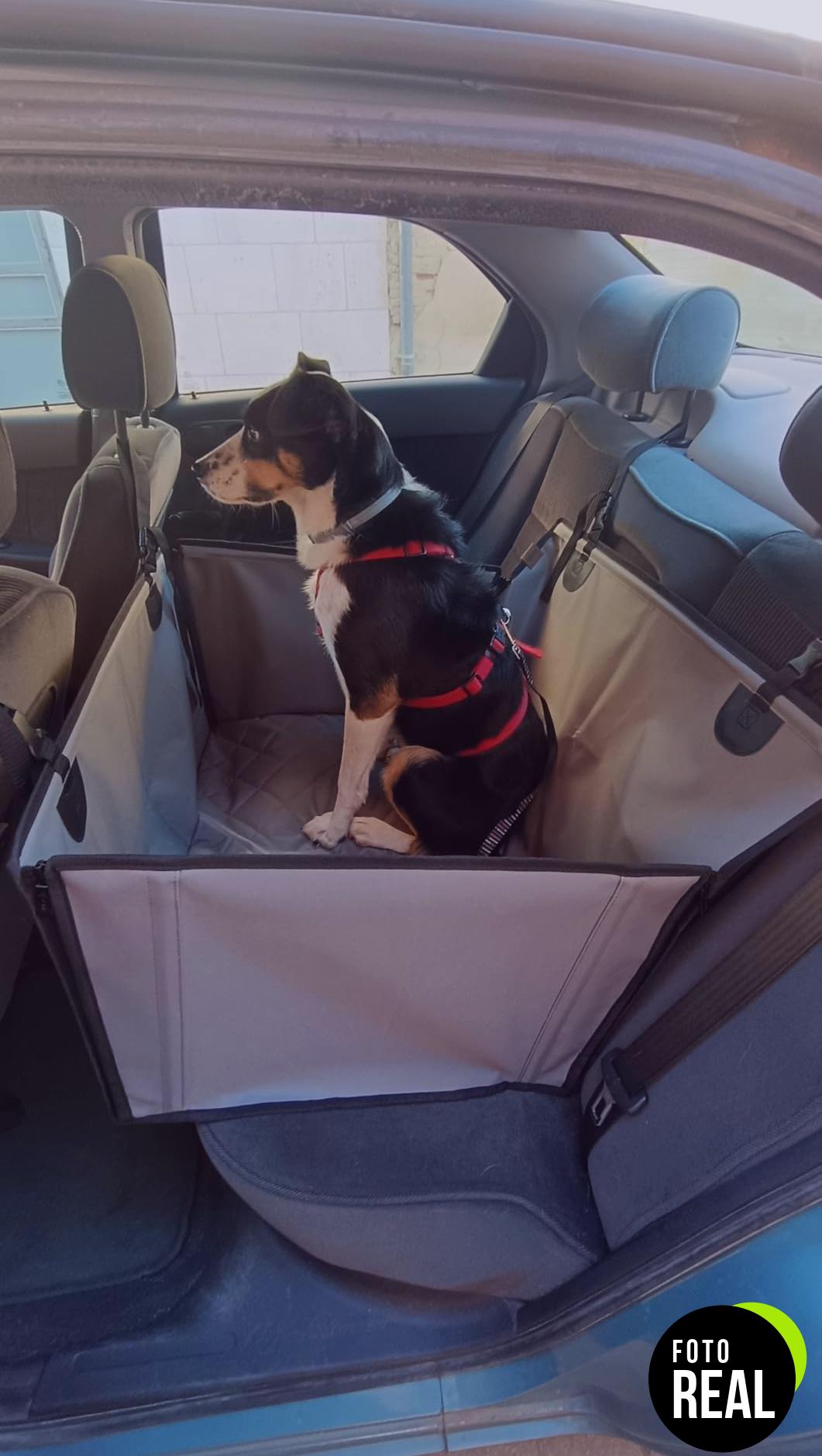 asiento-coche-perro-refuerzo-2-foto-2