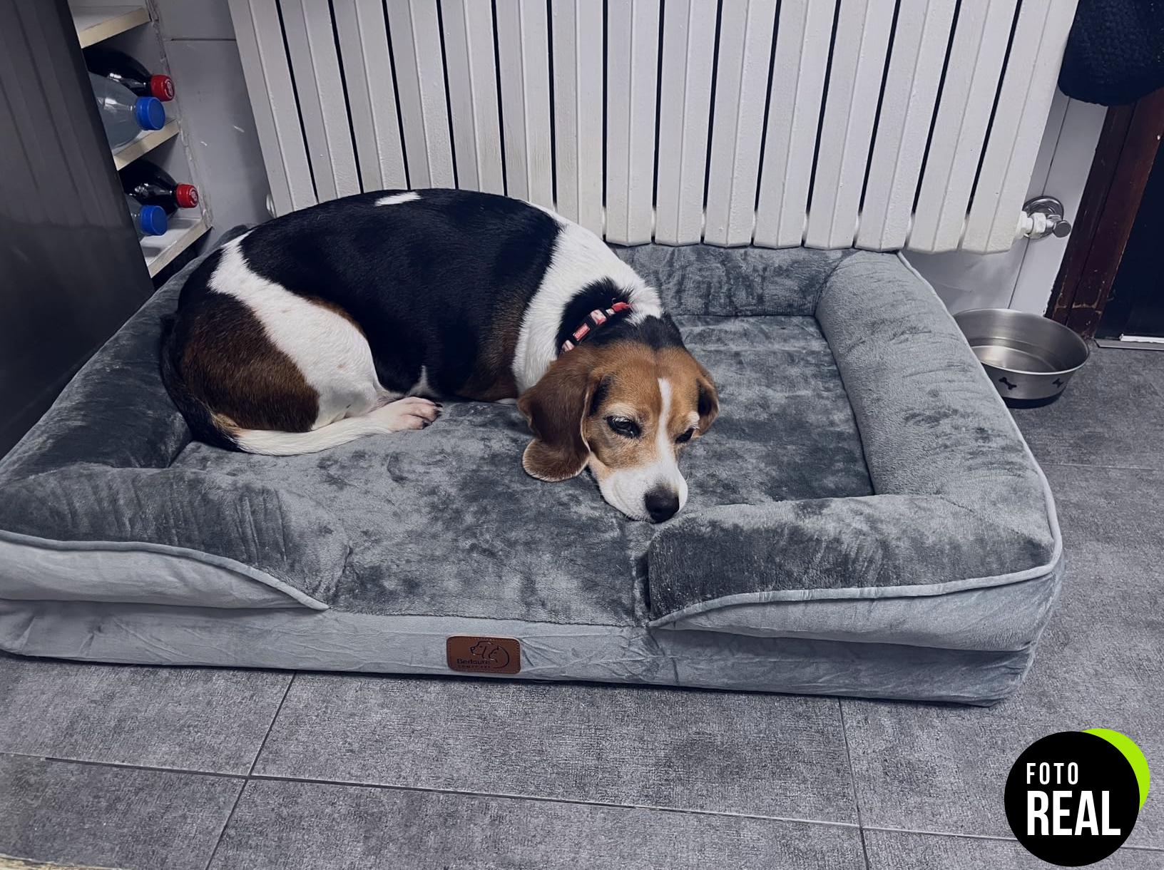 bedsure-cama-perro-ortopedica-grande-l-foto-1