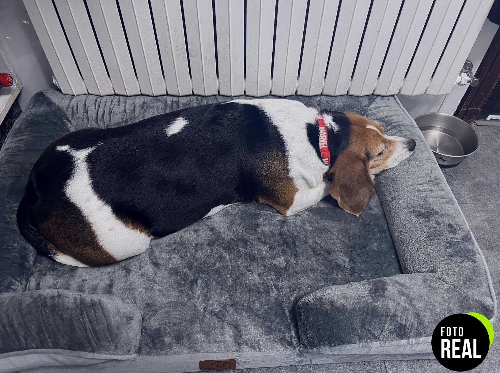 bedsure-cama-perro-ortopedica-grande-l-foto-2