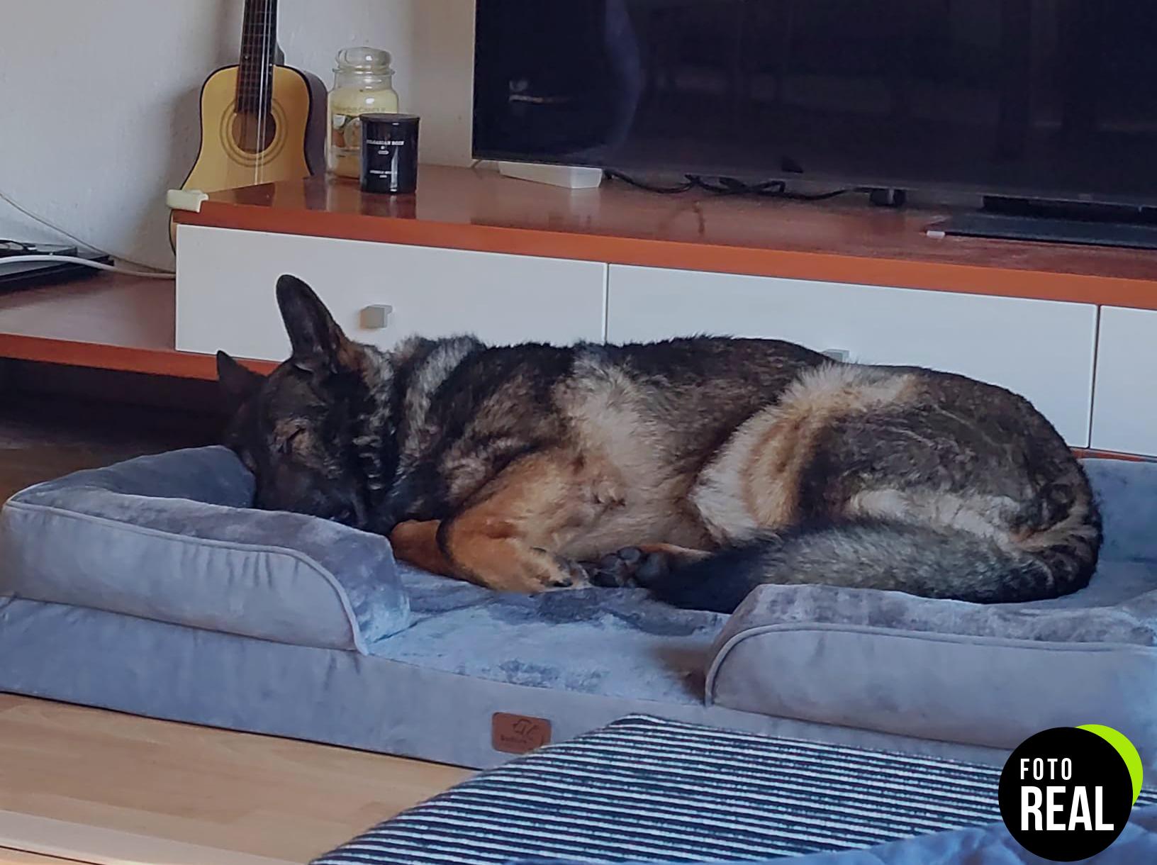 bedsure-cama-perro-ortopedica-grande-l-foto-3