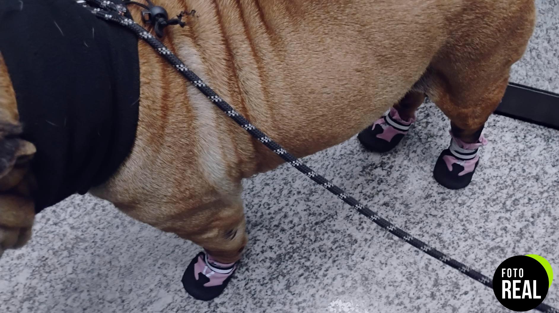 botas-perro-4-piezas-reflectantes-foto-1