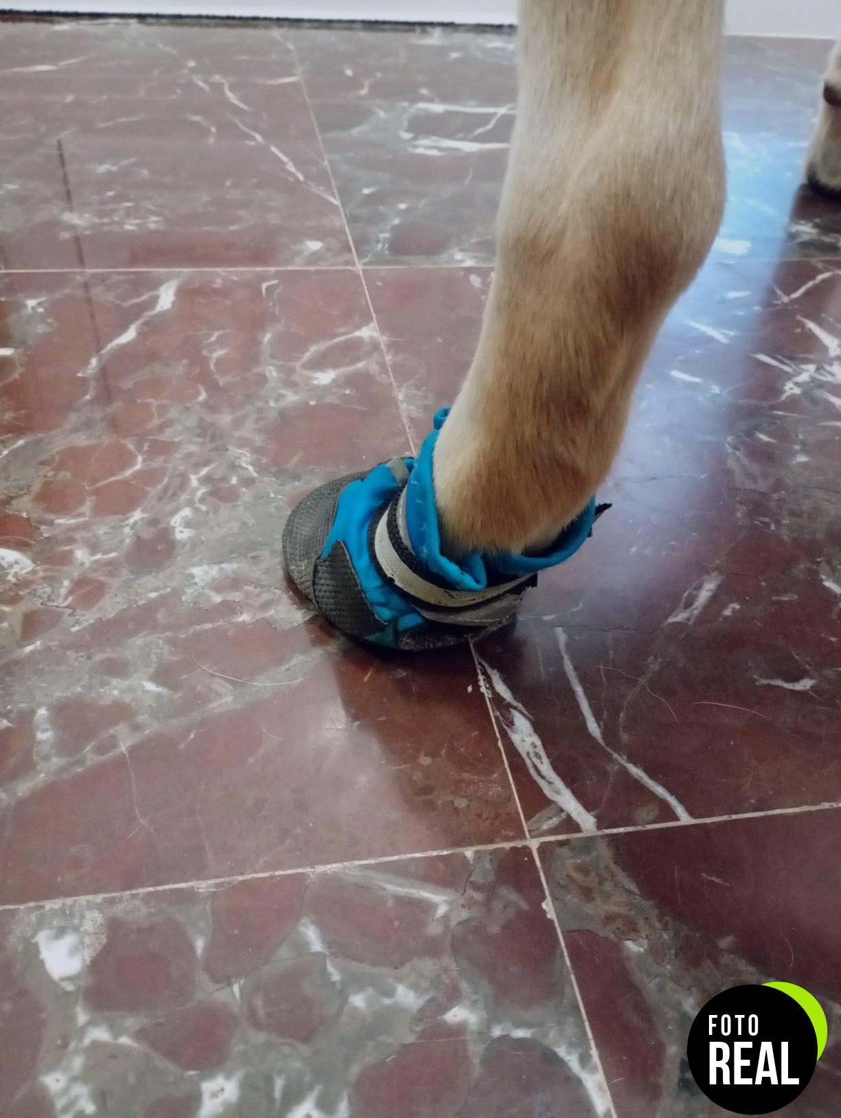 botas-perro-4-piezas-reflectantes-foto-2