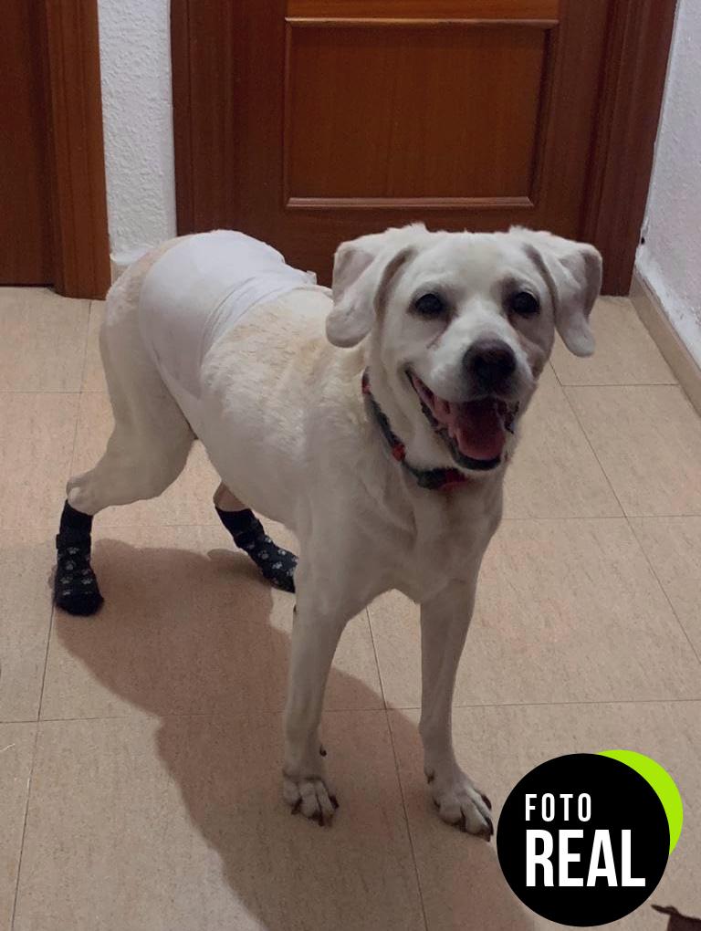 calcetines-perros-antideslizantes-3-pares-s-foto-3
