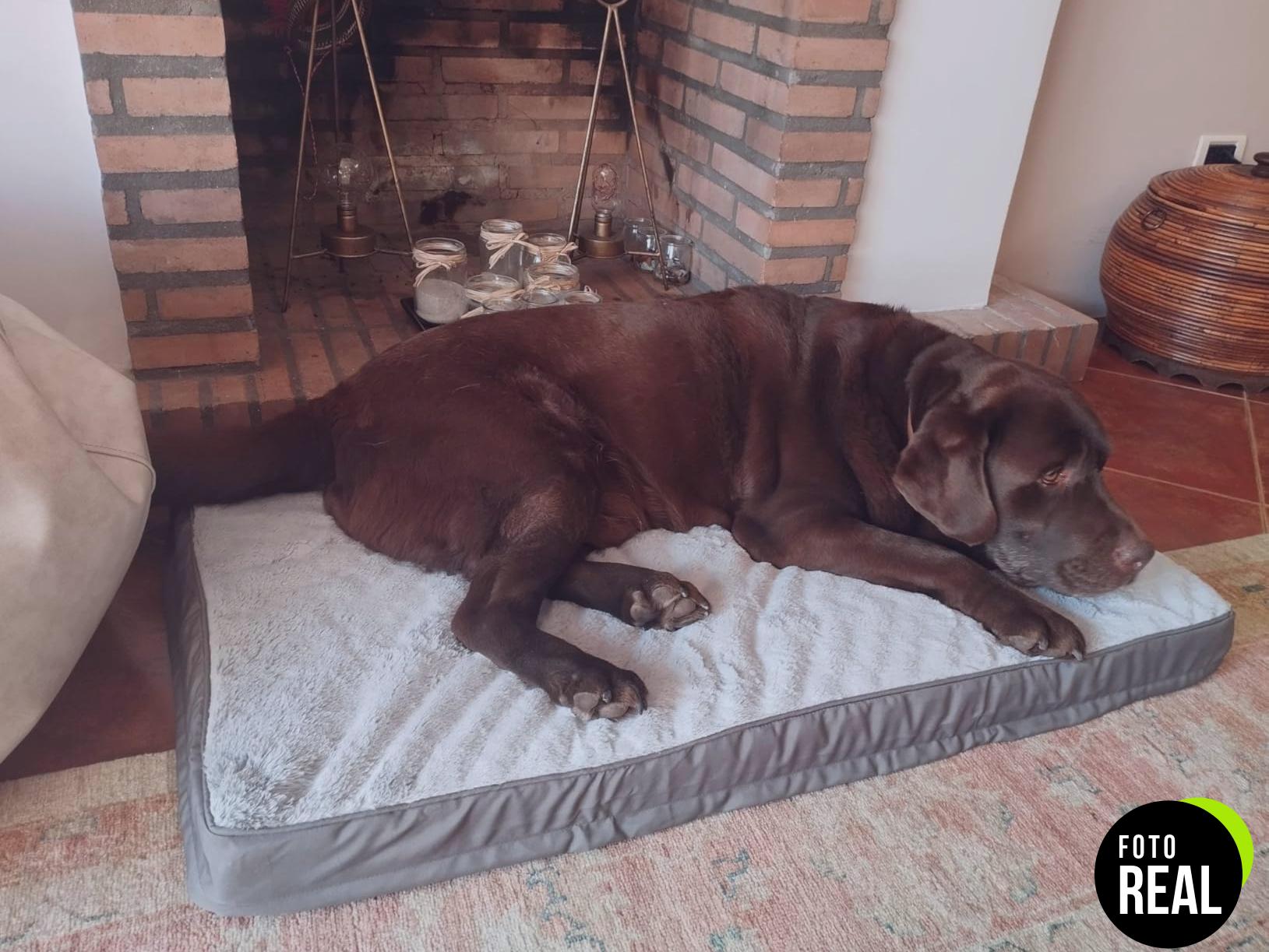 cama-perro-grande-gris-ksii-n90x57-foto-2