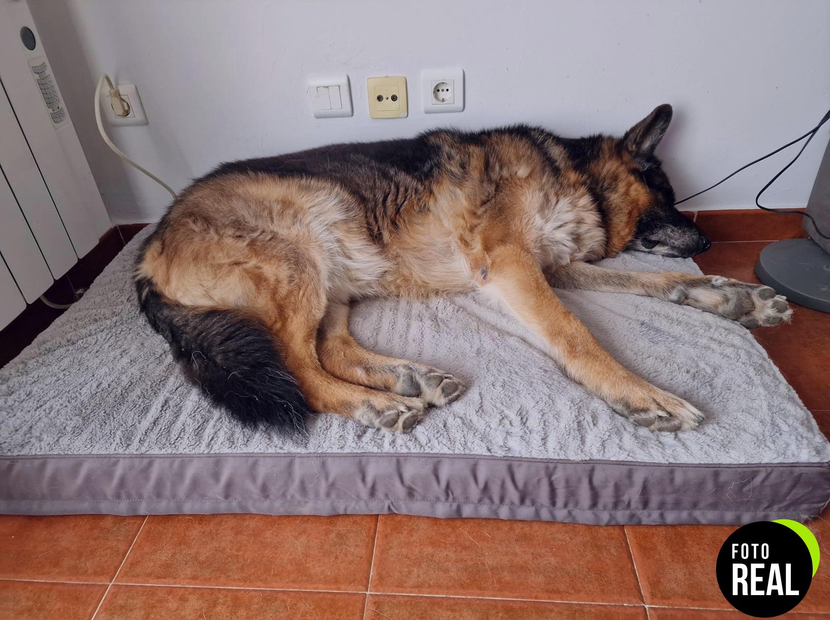 cama-perro-grande-gris-ksii-n90x57-foto-3