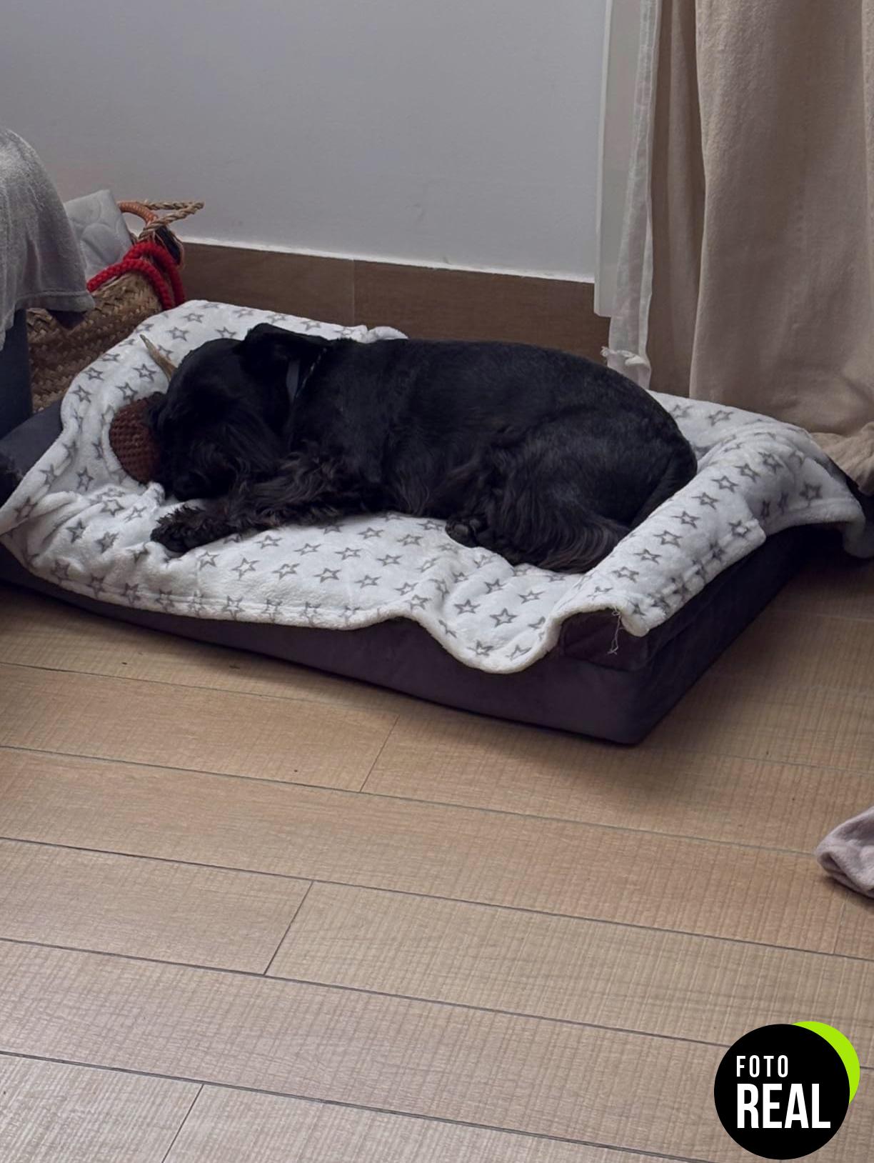 cama-perro-ortopedica-gris-xl-ksiiacama-foto-1