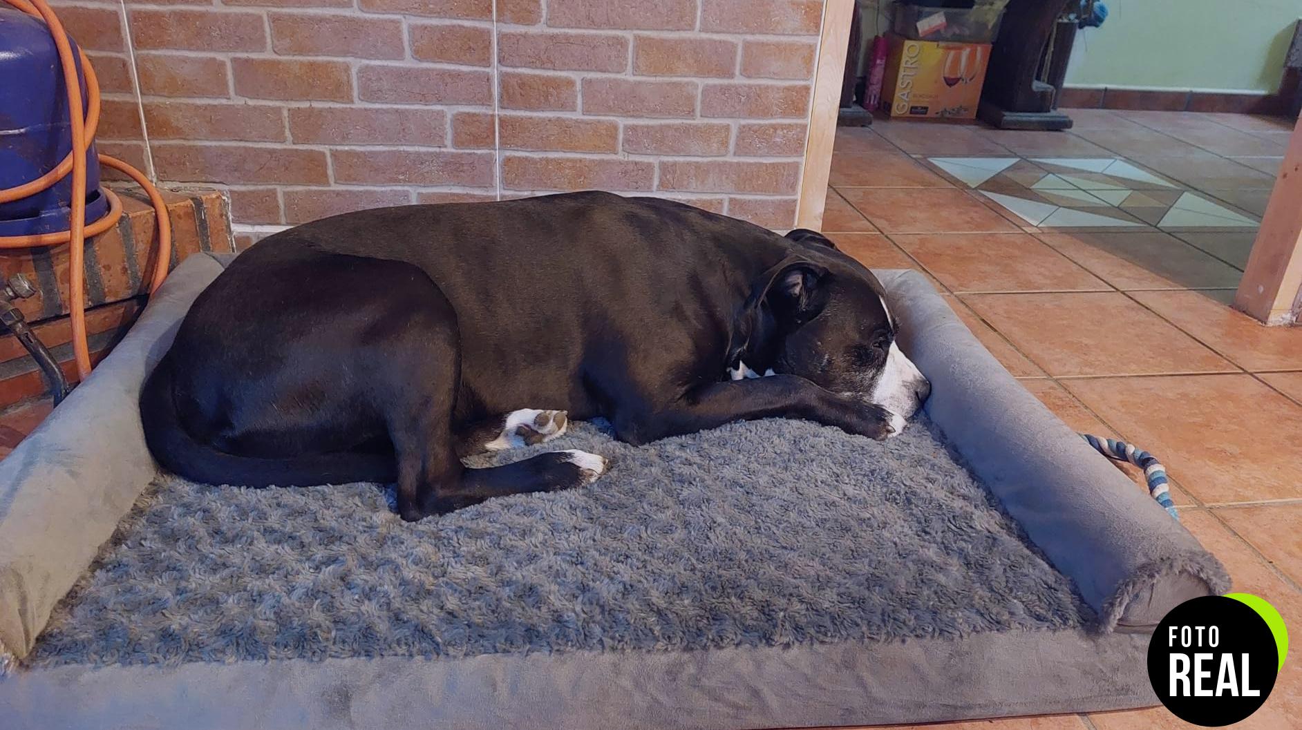 cama-perro-ortopedica-gris-xl-ksiiacama-foto-2