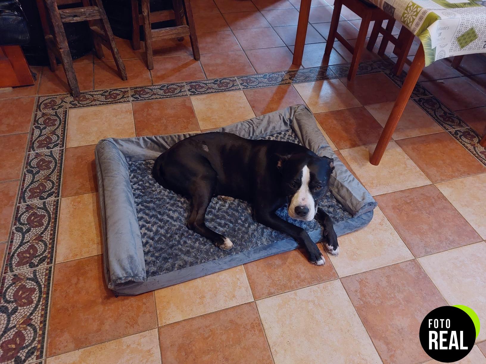 cama-perro-ortopedica-gris-xl-ksiiacama-foto-3