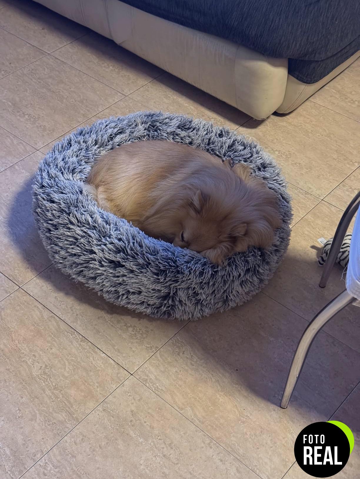cama-perros-feandrea-suave-01-gris-foto-2