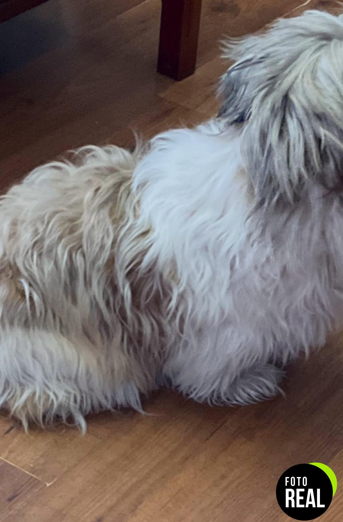 candure-peine-cepillo-mascotas-acero-inoxidable-foto-2