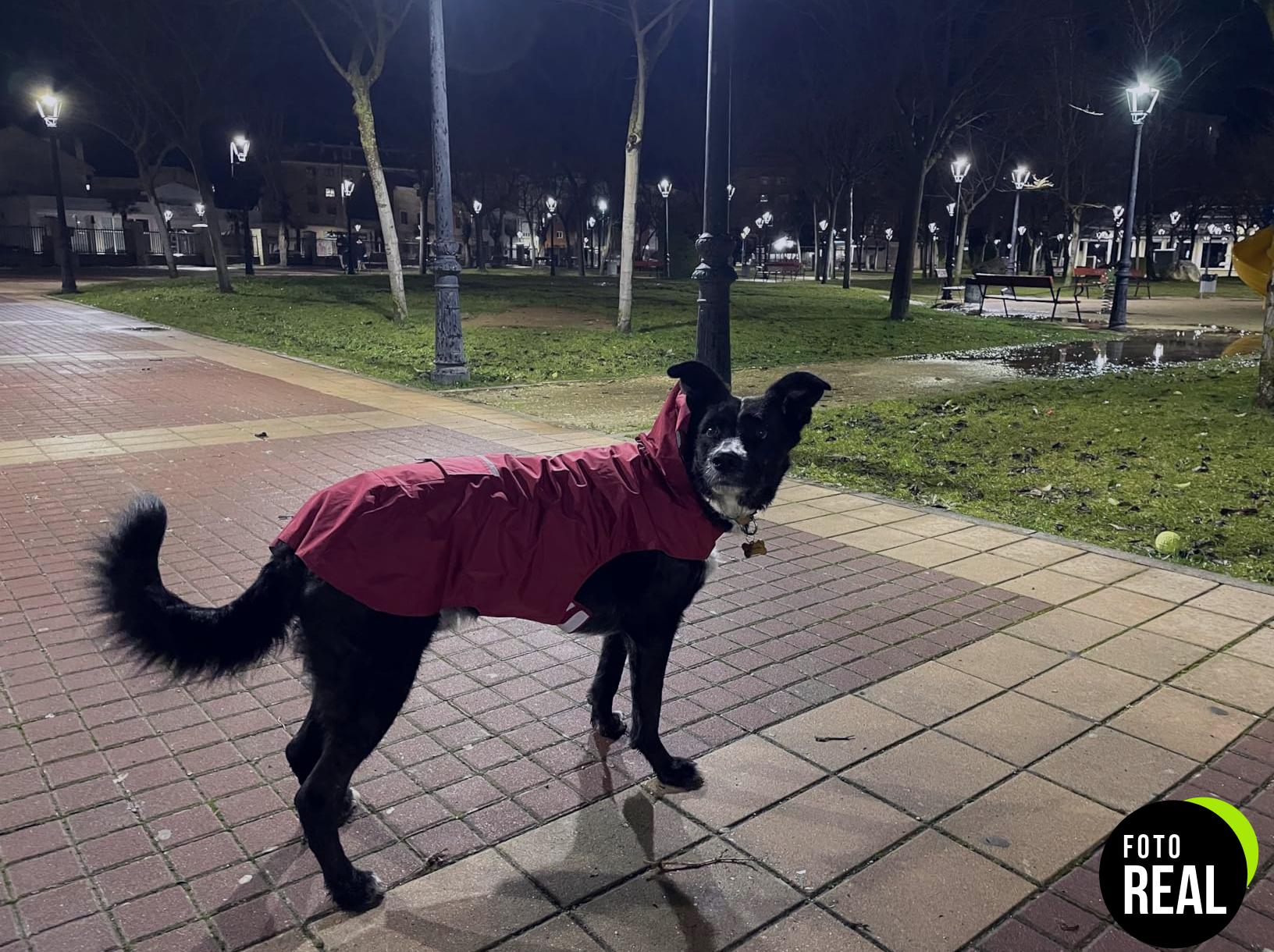 chaqueta-impermeable-zellar-perros-grandes-foto-2