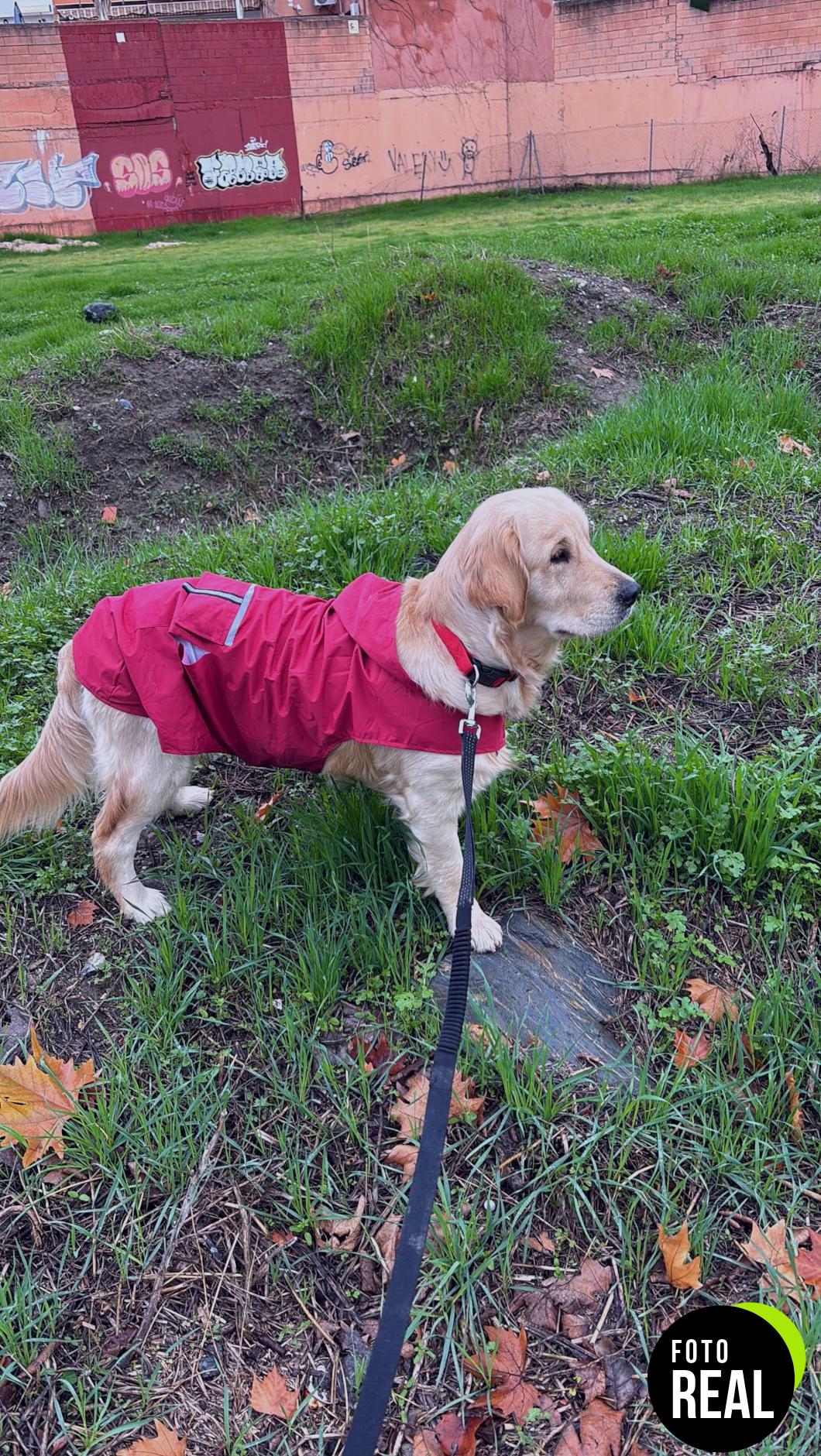 chaqueta-impermeable-zellar-perros-grandes-foto-3