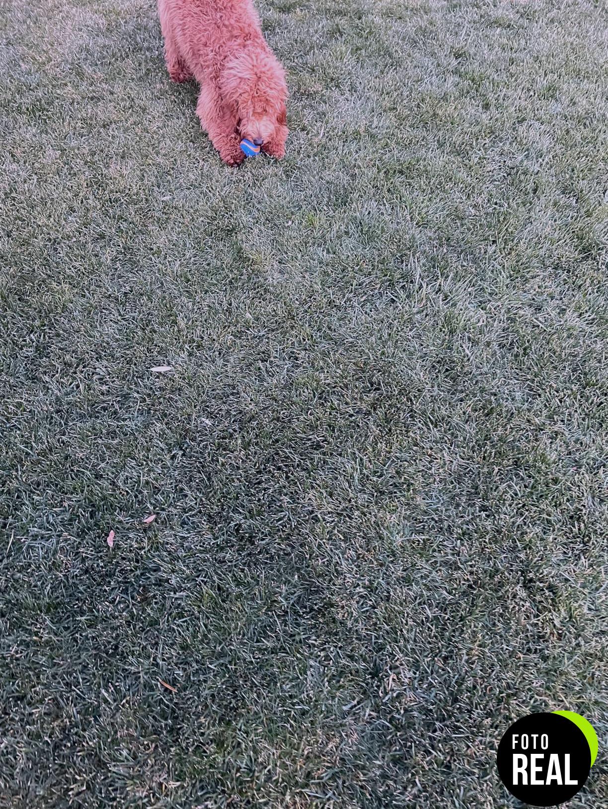 chuckit-pelota-squeaker-m-foto-2