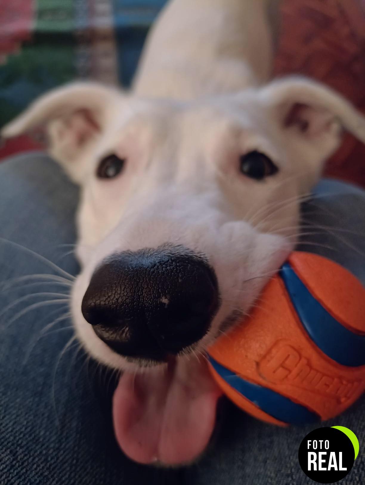 chuckit-ultra-ball-perros-2-foto-3
