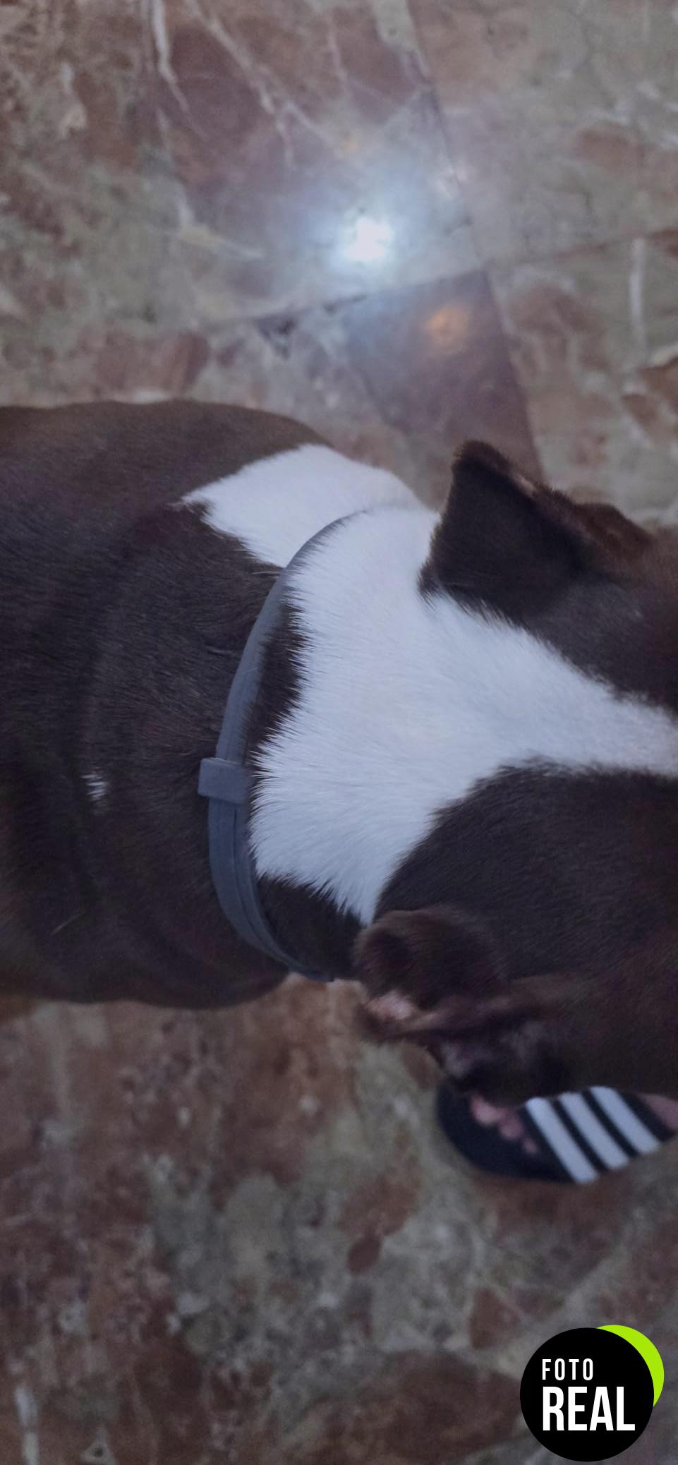 collar-antiparasitario-perros-72cm-vegetal-impermeable-foto-2