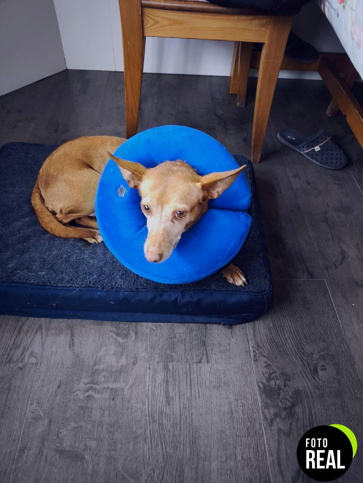 collar-isabelino-perro-inflable-m-azul-foto-1