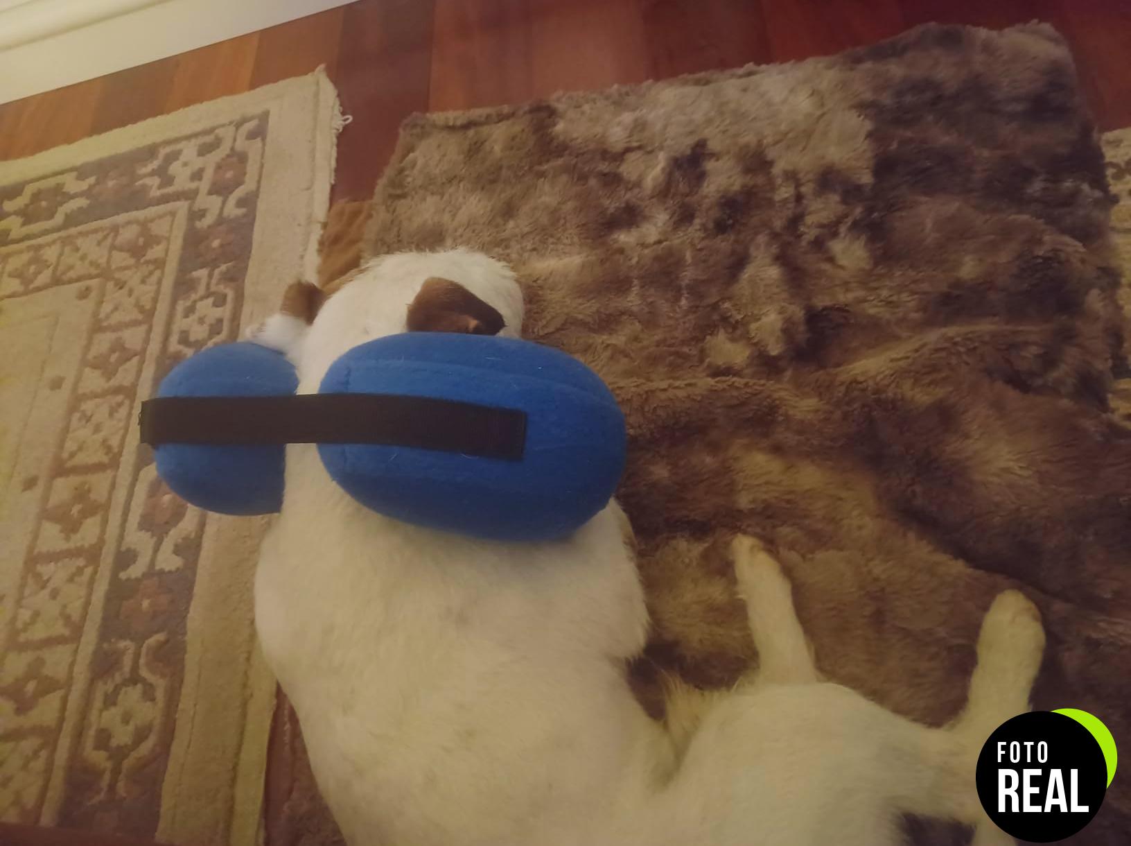 collar-isabelino-perro-inflable-m-azul-foto-3
