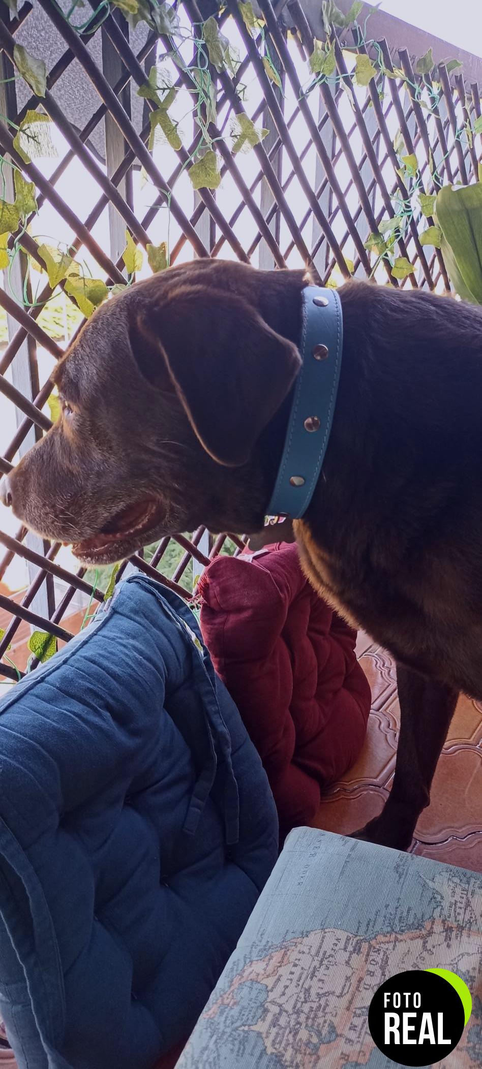collar-perro-cuero-antipulgas-1-foto-1