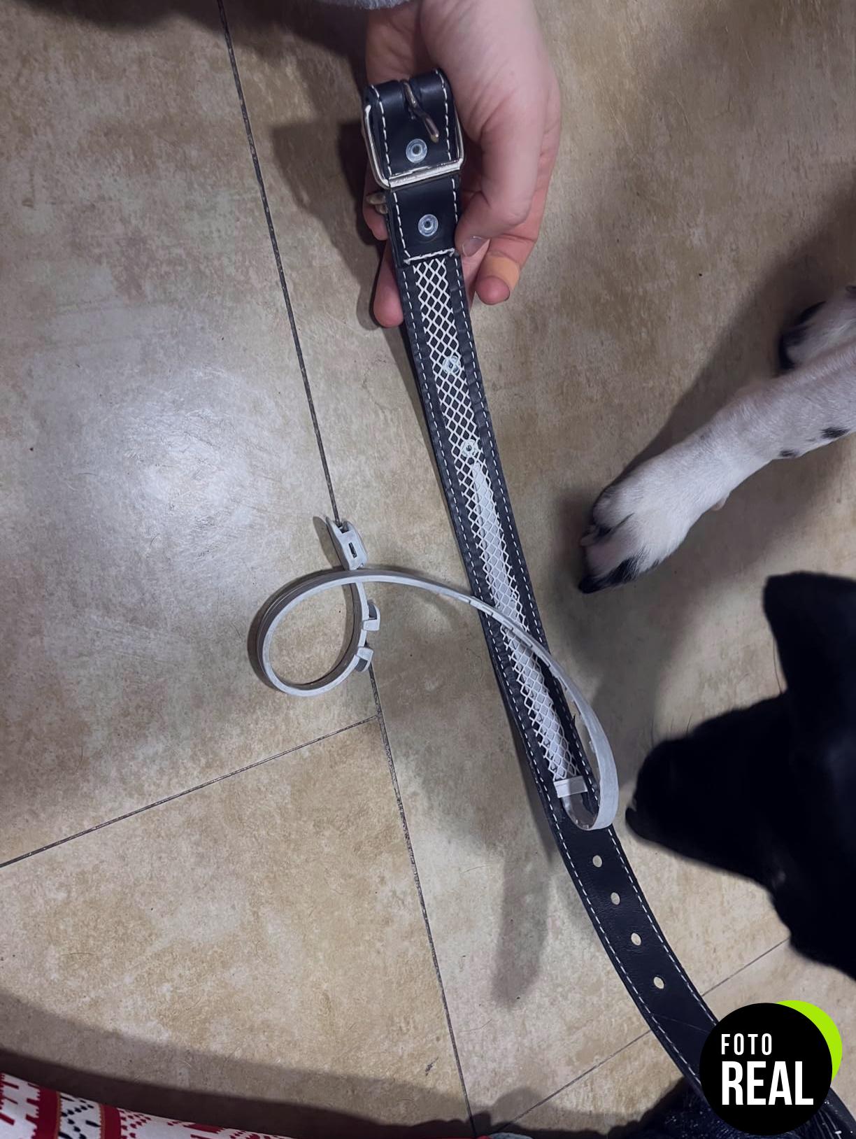collar-perro-cuero-antipulgas-1-foto-2