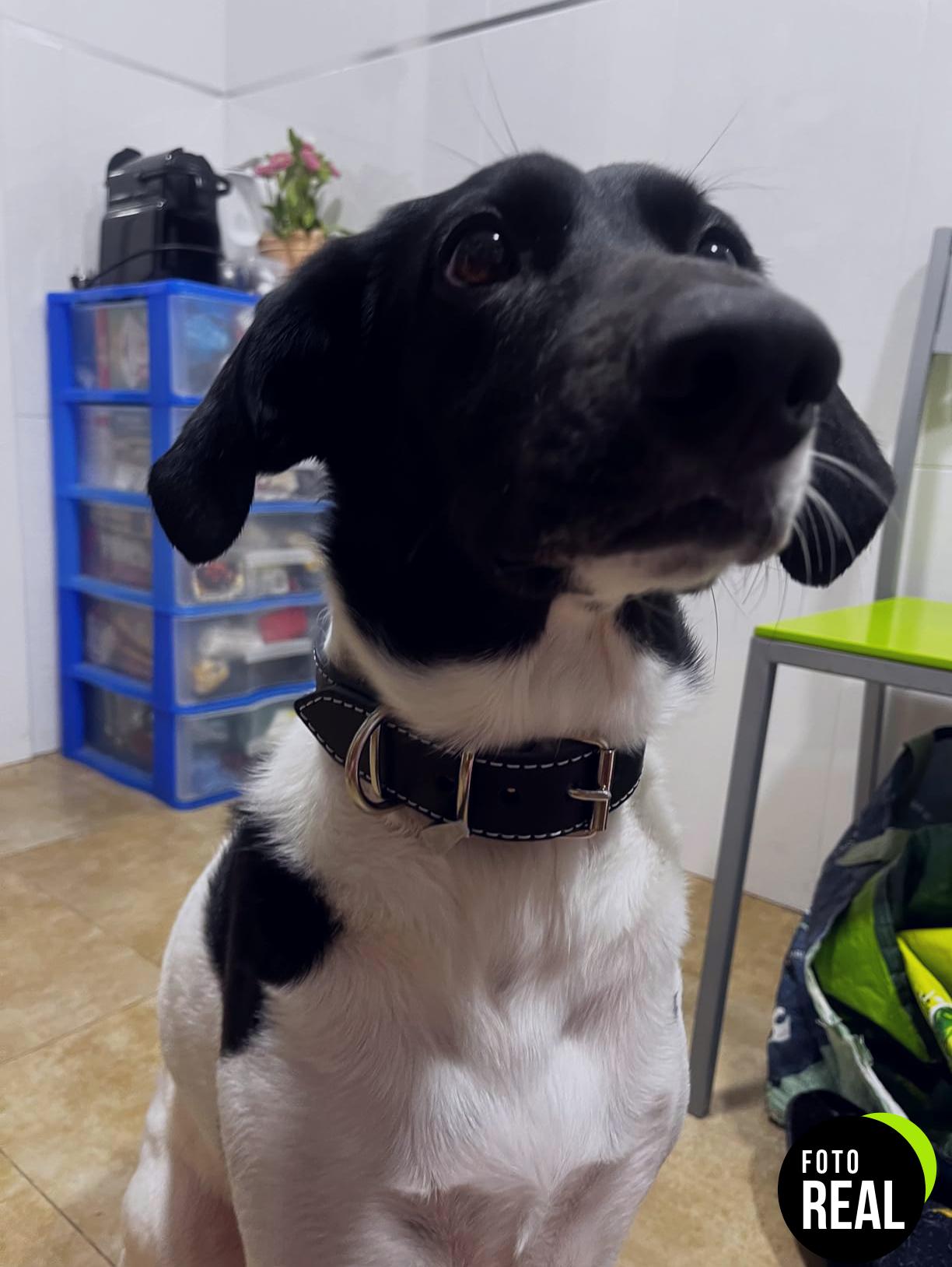collar-perro-cuero-antipulgas-1-foto-3