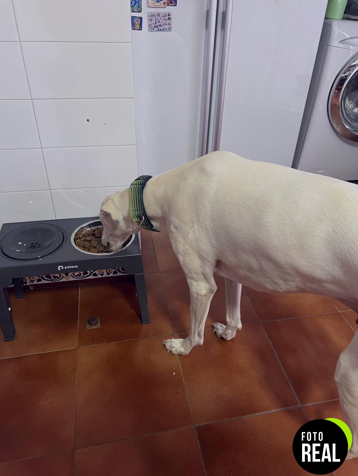 comedero-perro-elevado-gris-5-alturas-foto-1