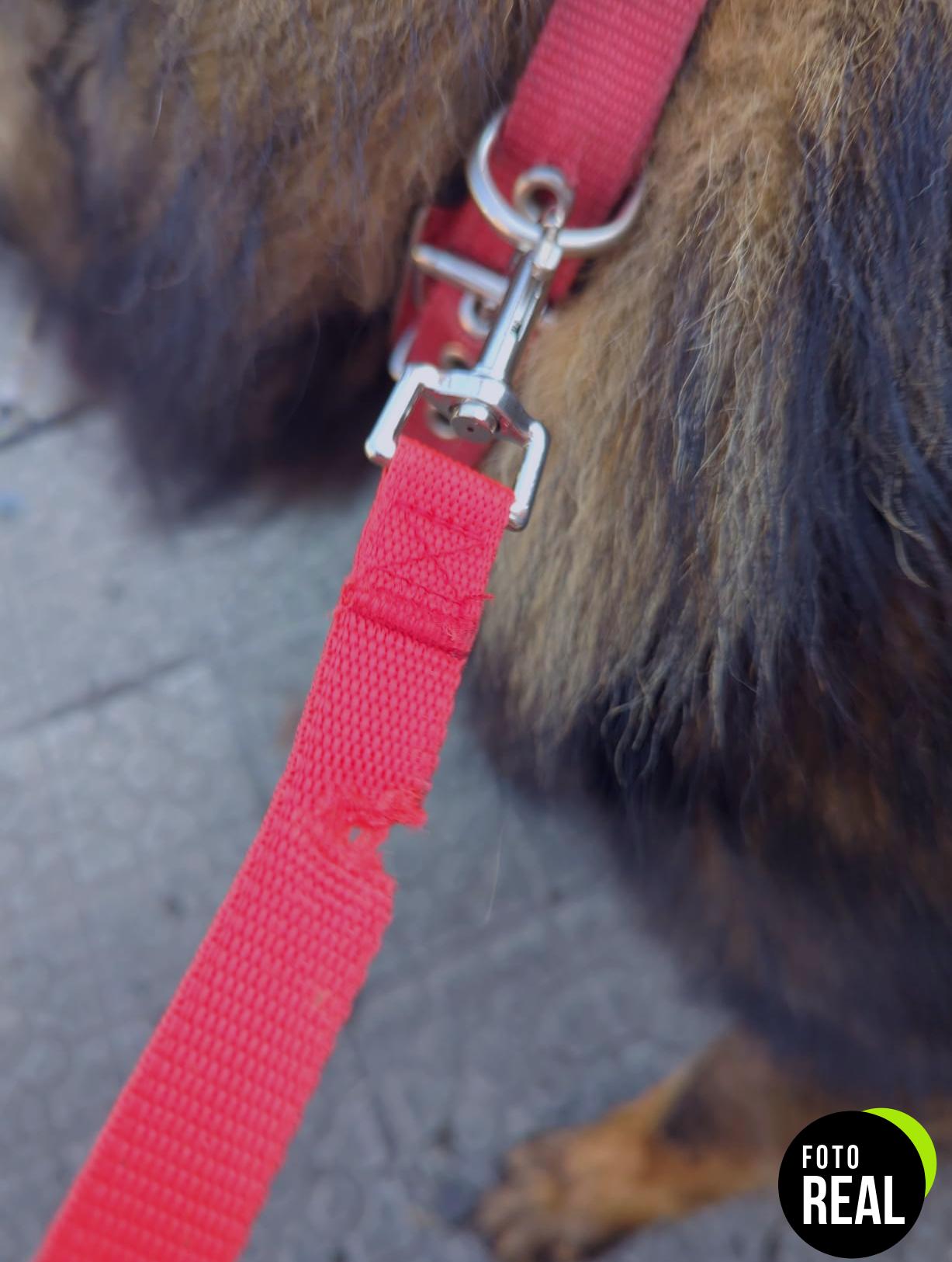 correa-perros-larga-adiestramiento-10m-negra-foto-3