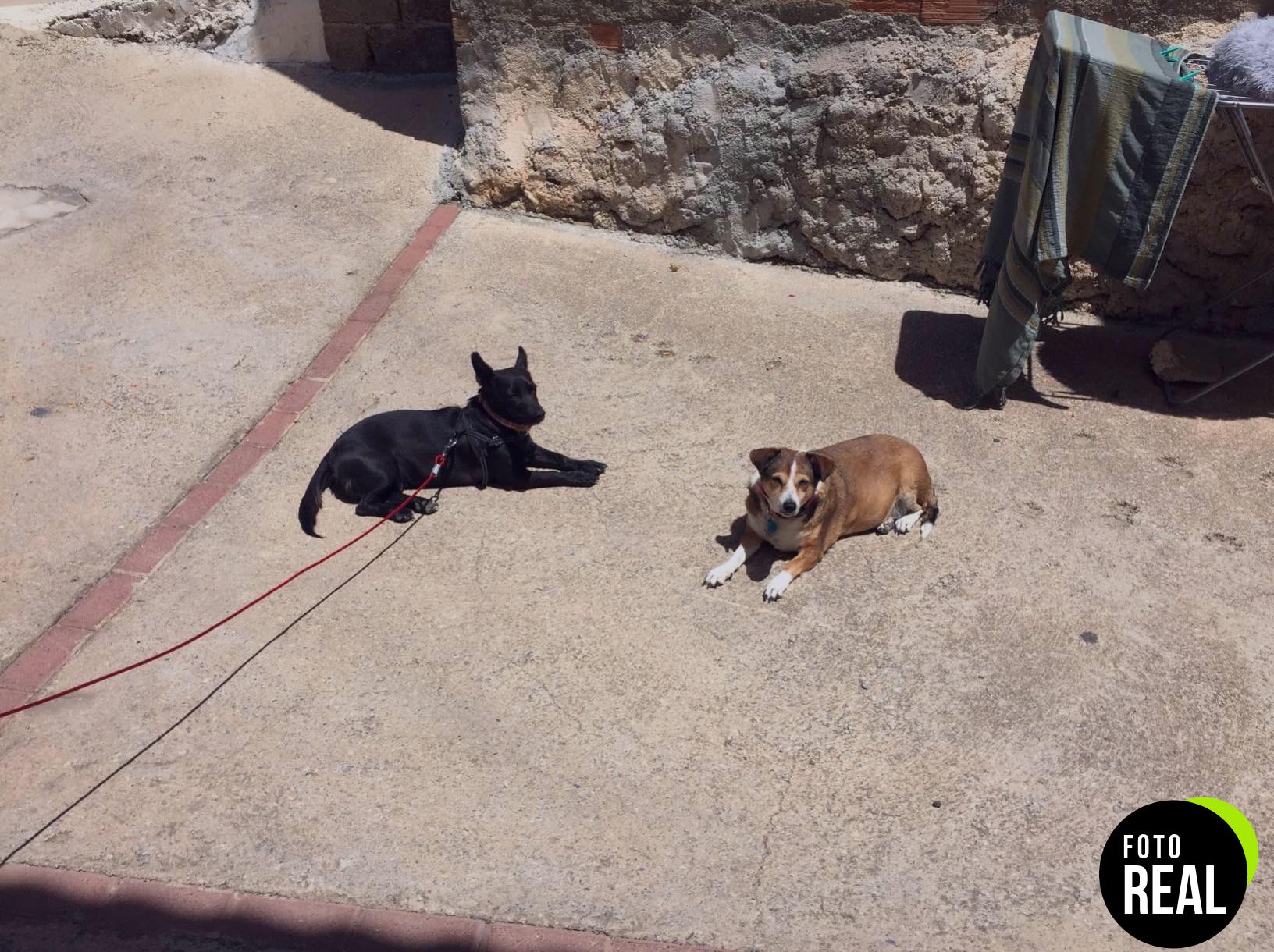 cuerda-metal-perros-5m-acero-inoxidable-foto-1