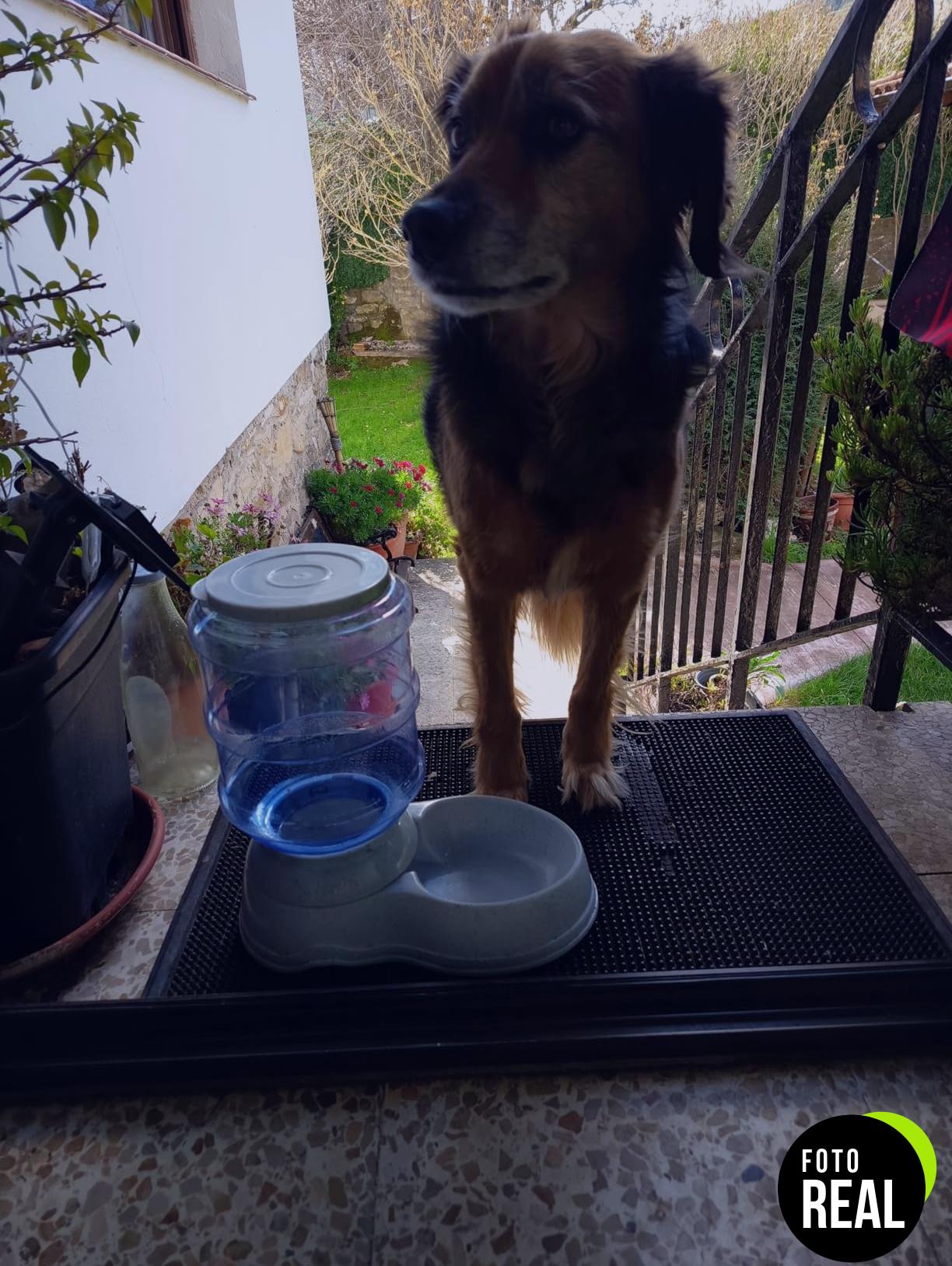 dispensador-agua-perros-gatos-pequeno-amazon-basics-foto-1