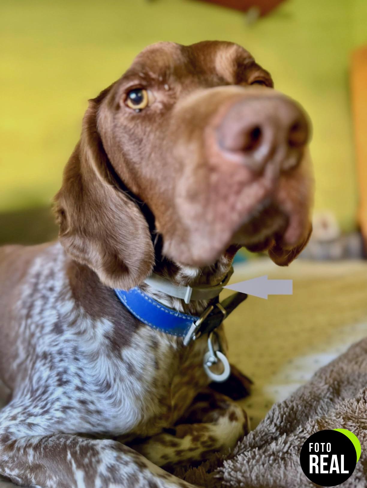 dreemz-collar-repelente-perros-1-vegetal-foto-2