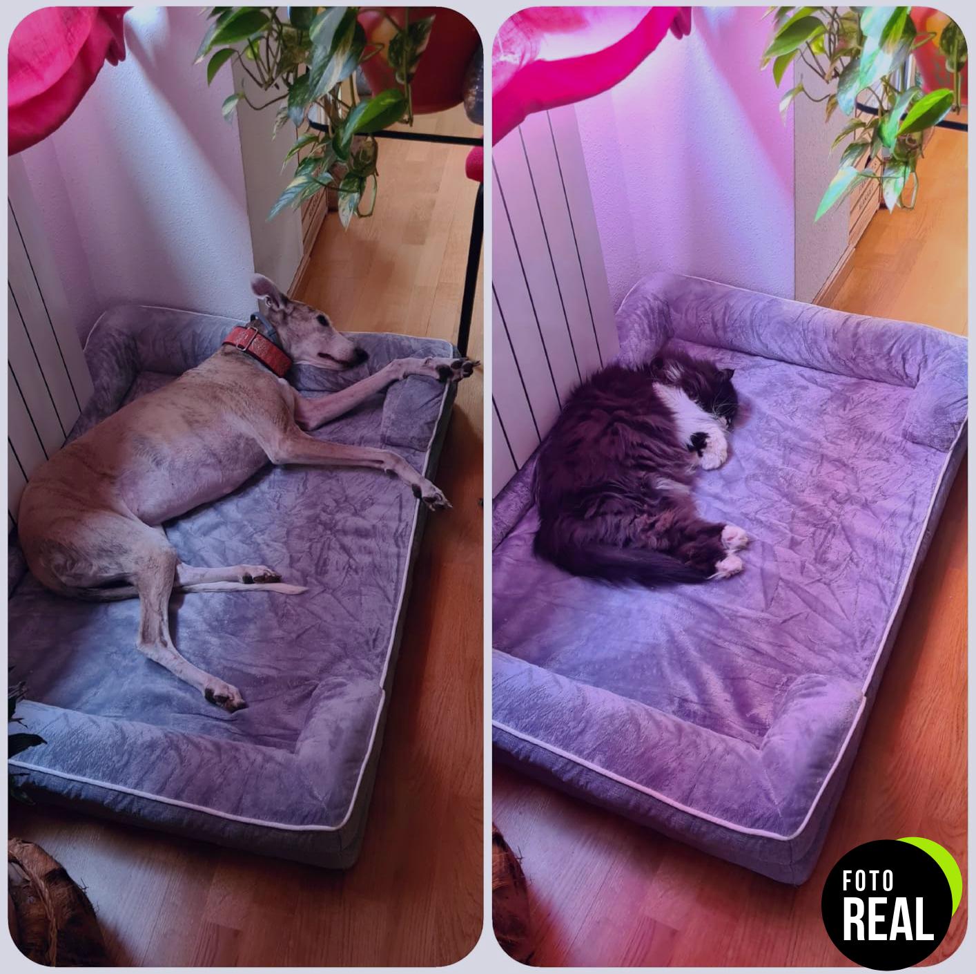 eheyciga-cama-perro-ortopedica-grande-1-foto-1