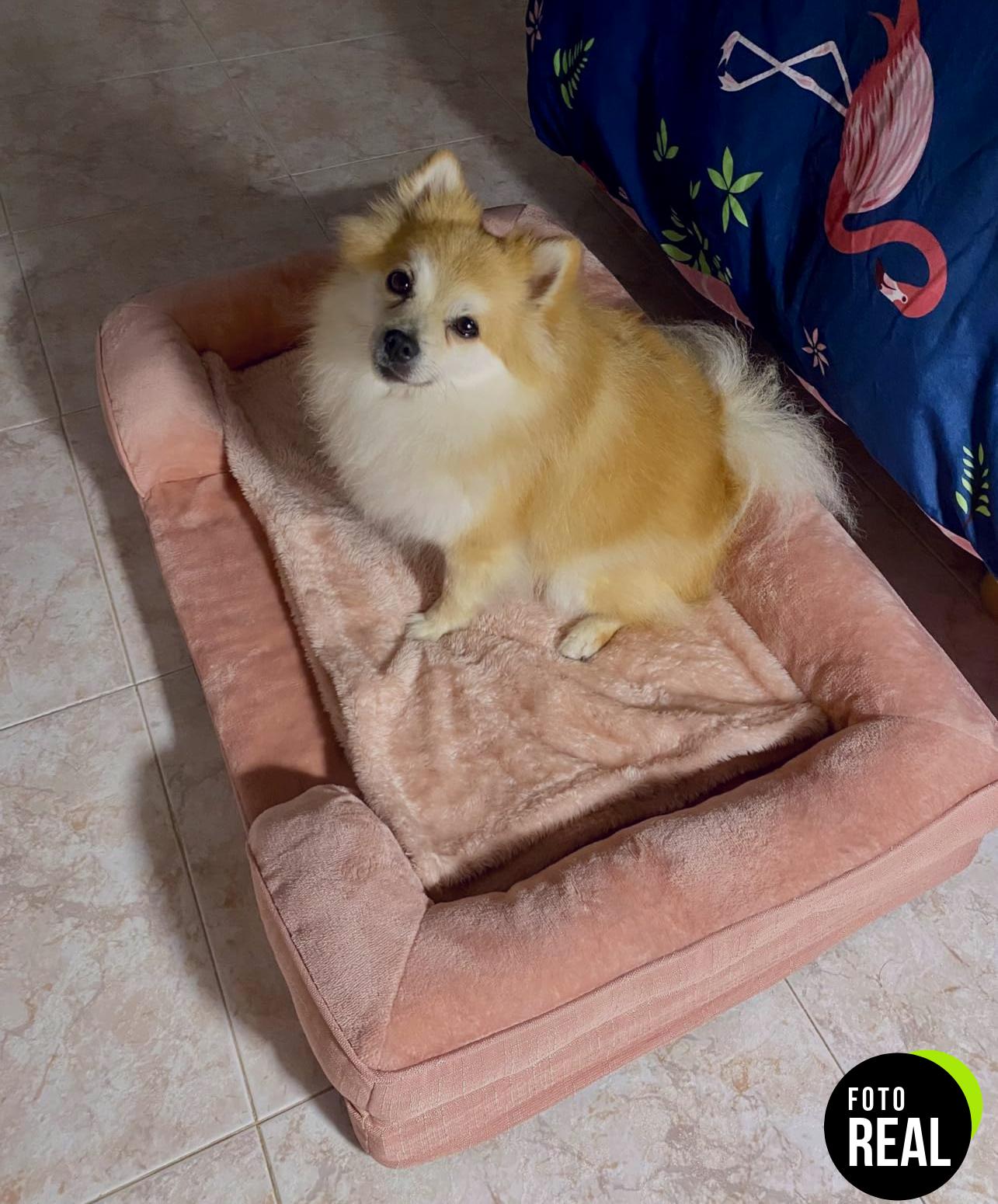 eheyciga-cama-perro-ortopedica-grande-1-foto-2
