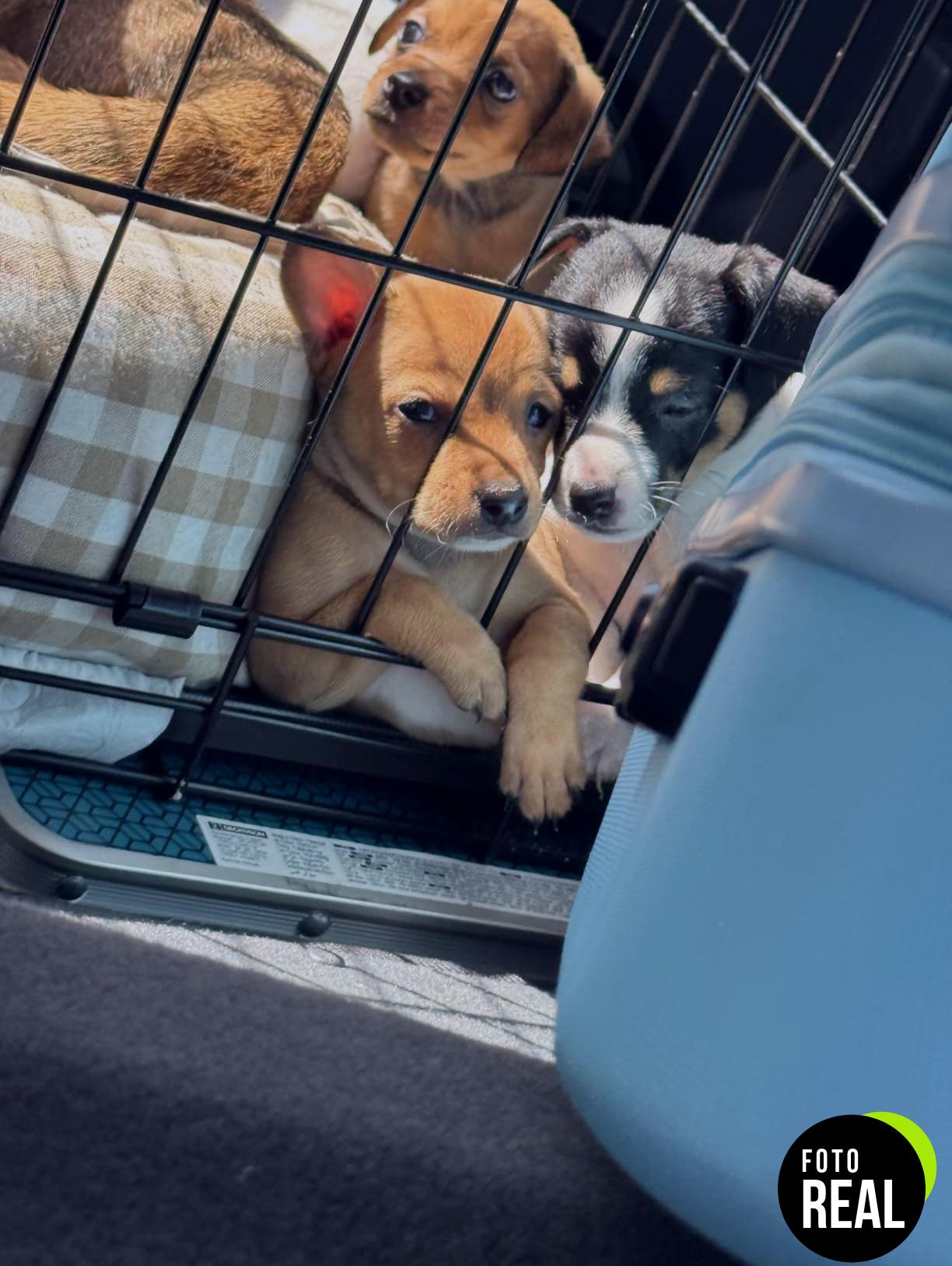 jaula-metal-perros-pequena-61-new-world-foto-3