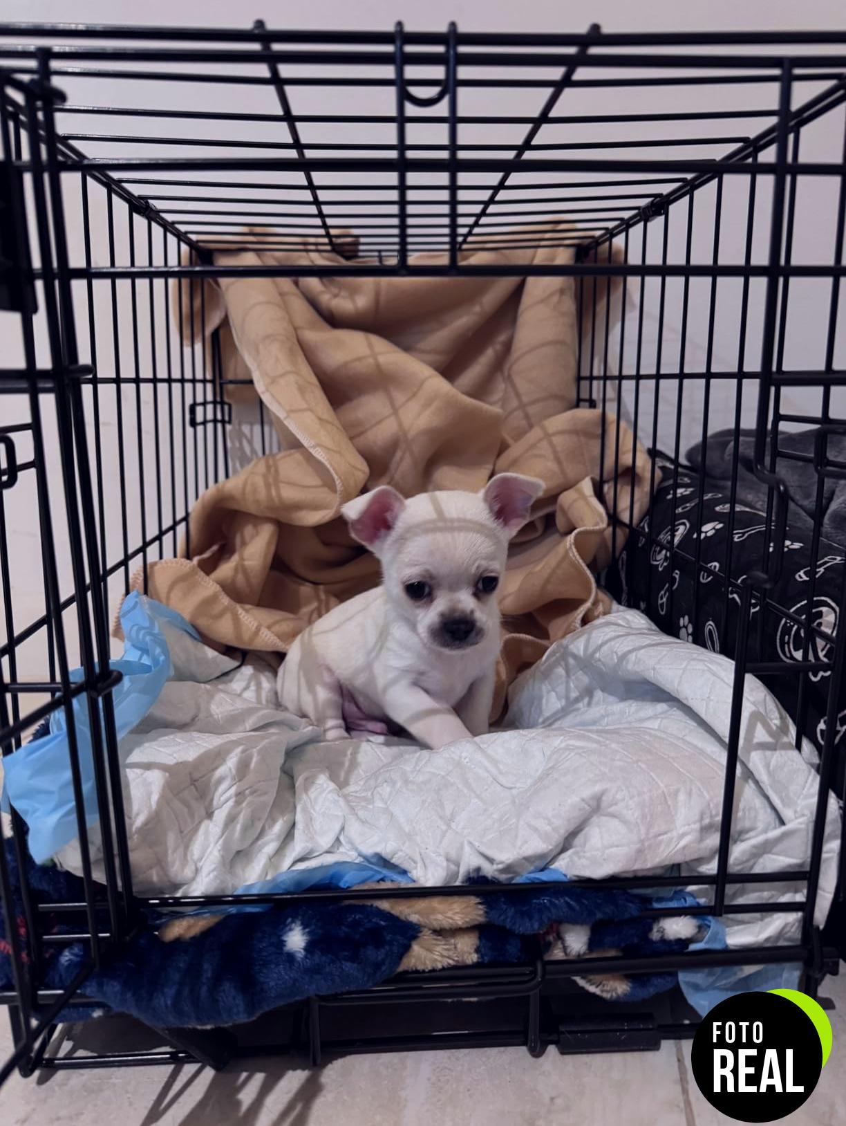 jaula-perros-midwest-59cm-icrate-foto-1