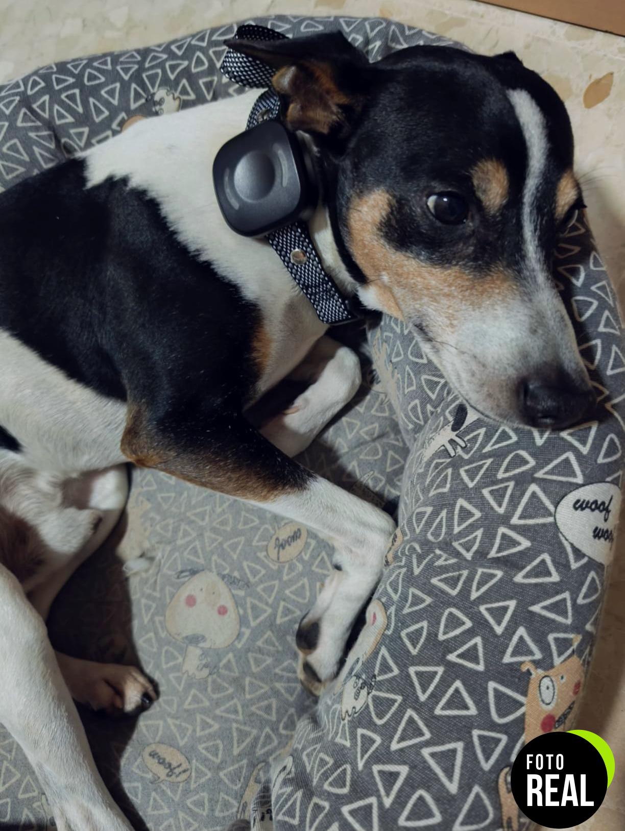 meloive-collar-adiestramiento-perro-3000m-foto-2