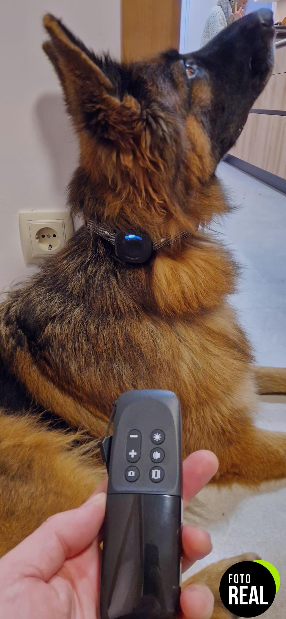 meloive-collar-adiestramiento-perro-3000m-foto-3