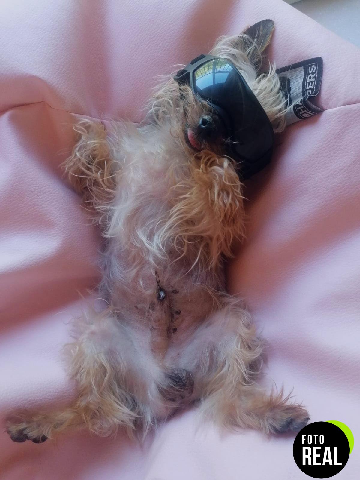 namsan-gafas-sol-perros-negro-foto-1