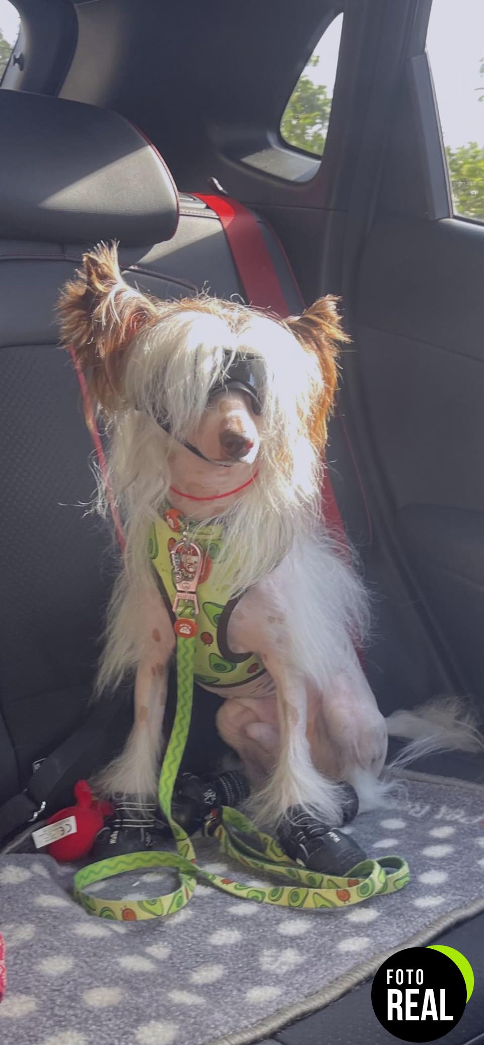 namsan-gafas-sol-perros-negro-foto-2