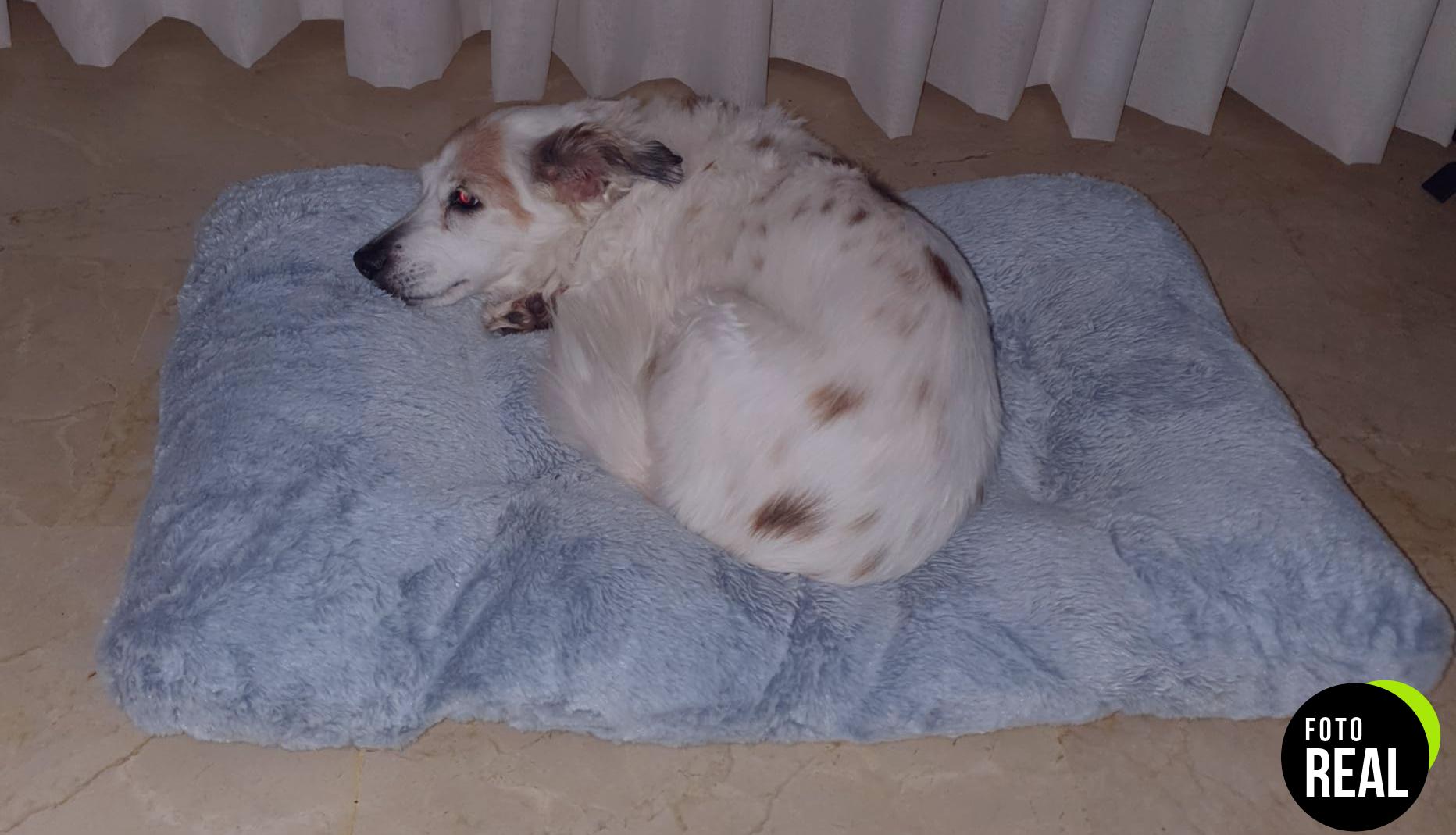 nobleza-cama-perro-suave-gris-110x73cm-foto-1