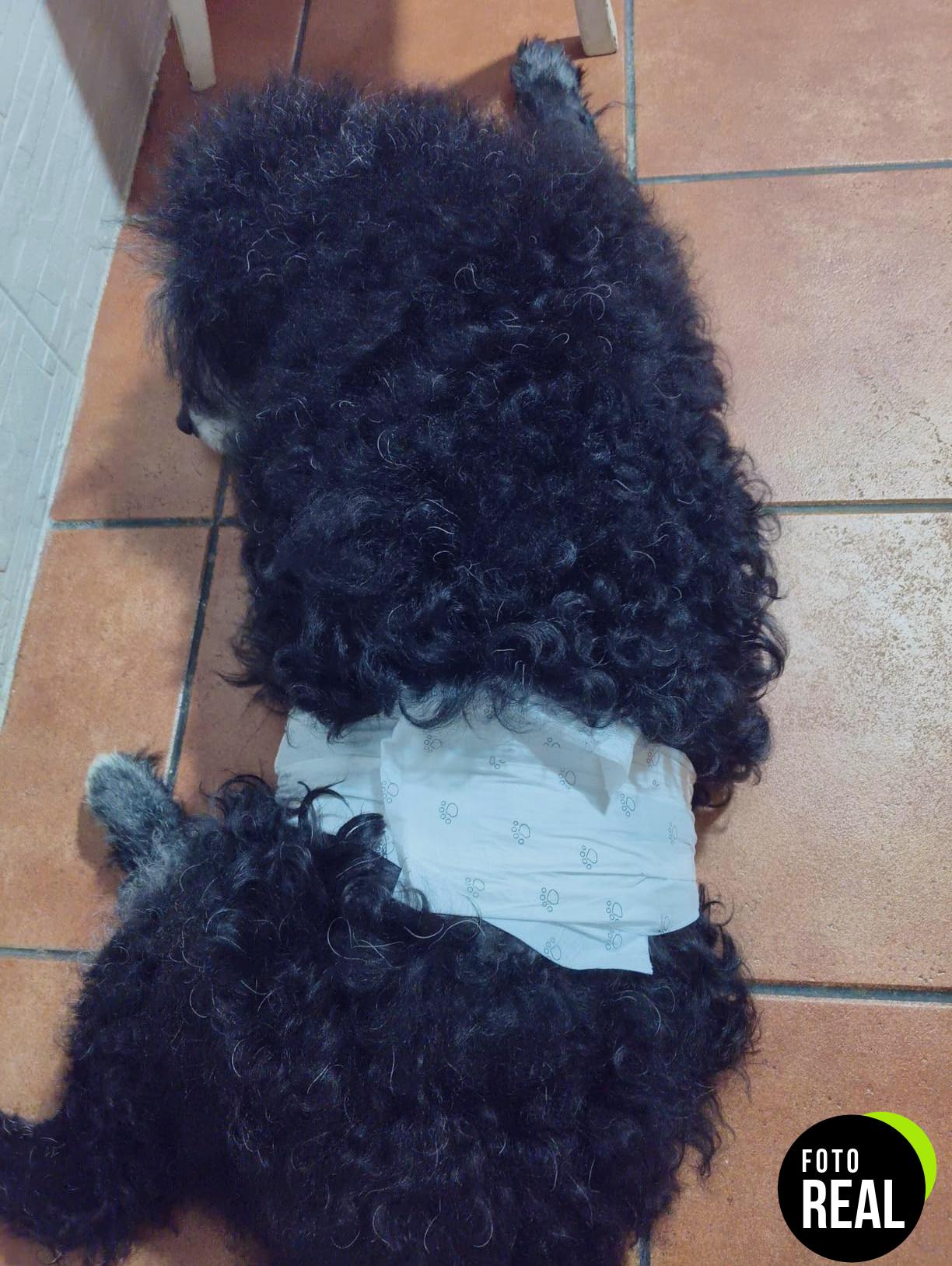 panales-perros-amazon-basics-50-m-foto-1