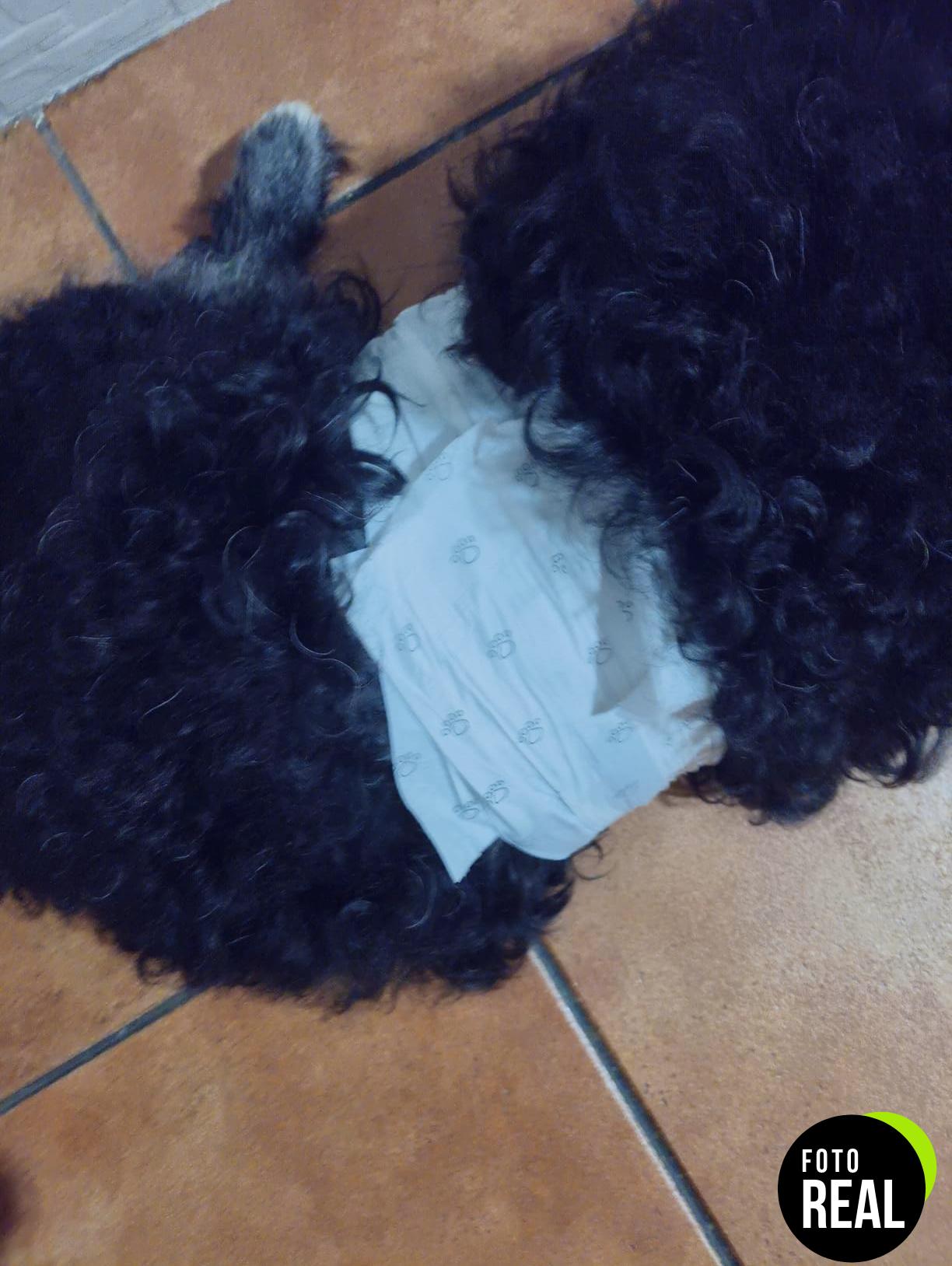panales-perros-amazon-basics-50-m-foto-2