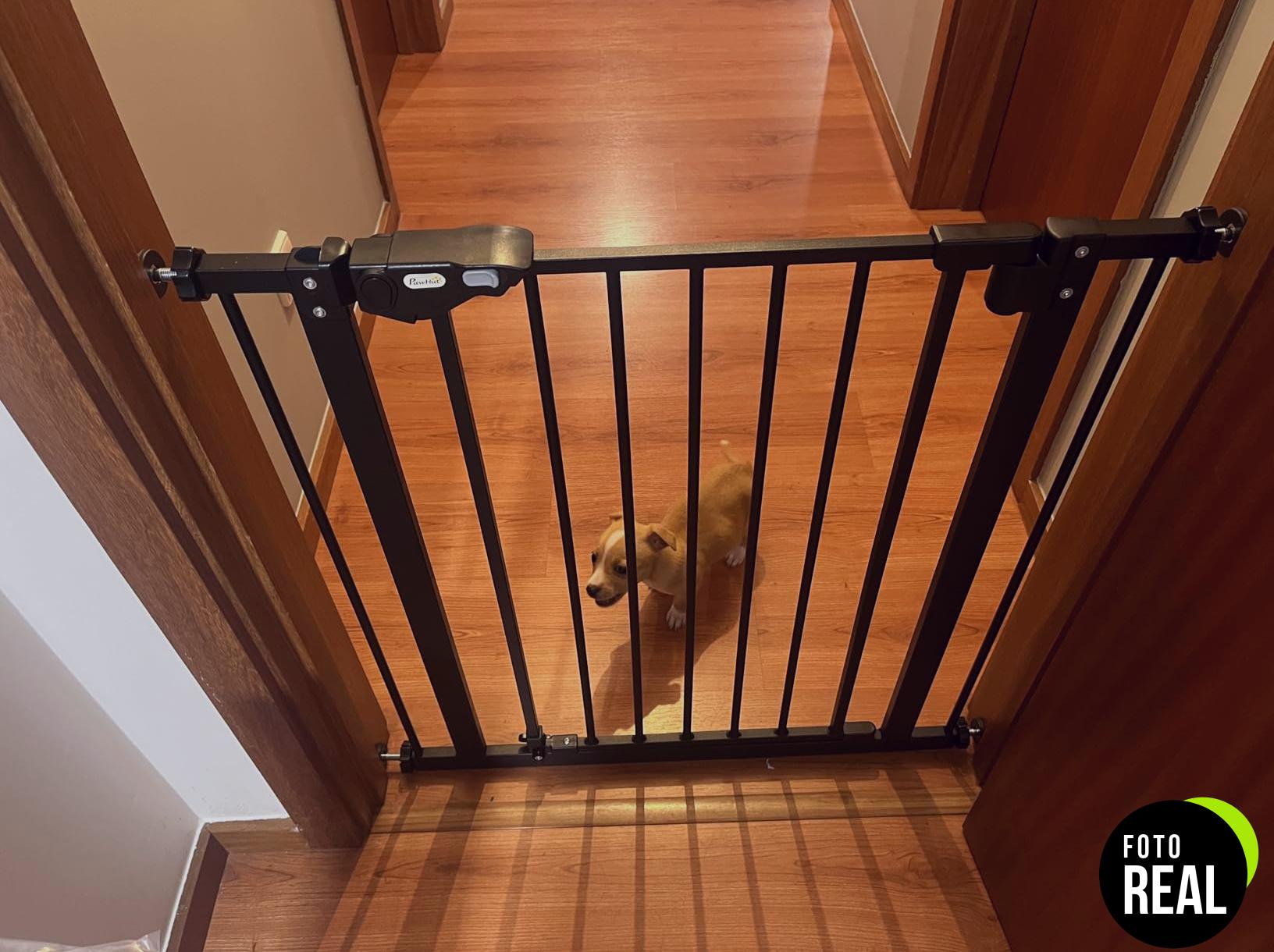 pawhut-barrera-seguridad-perro-3-extensiones-foto-2