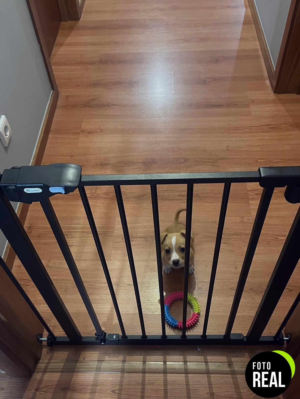 pawhut-barrera-seguridad-perro-3-extensiones-foto-3