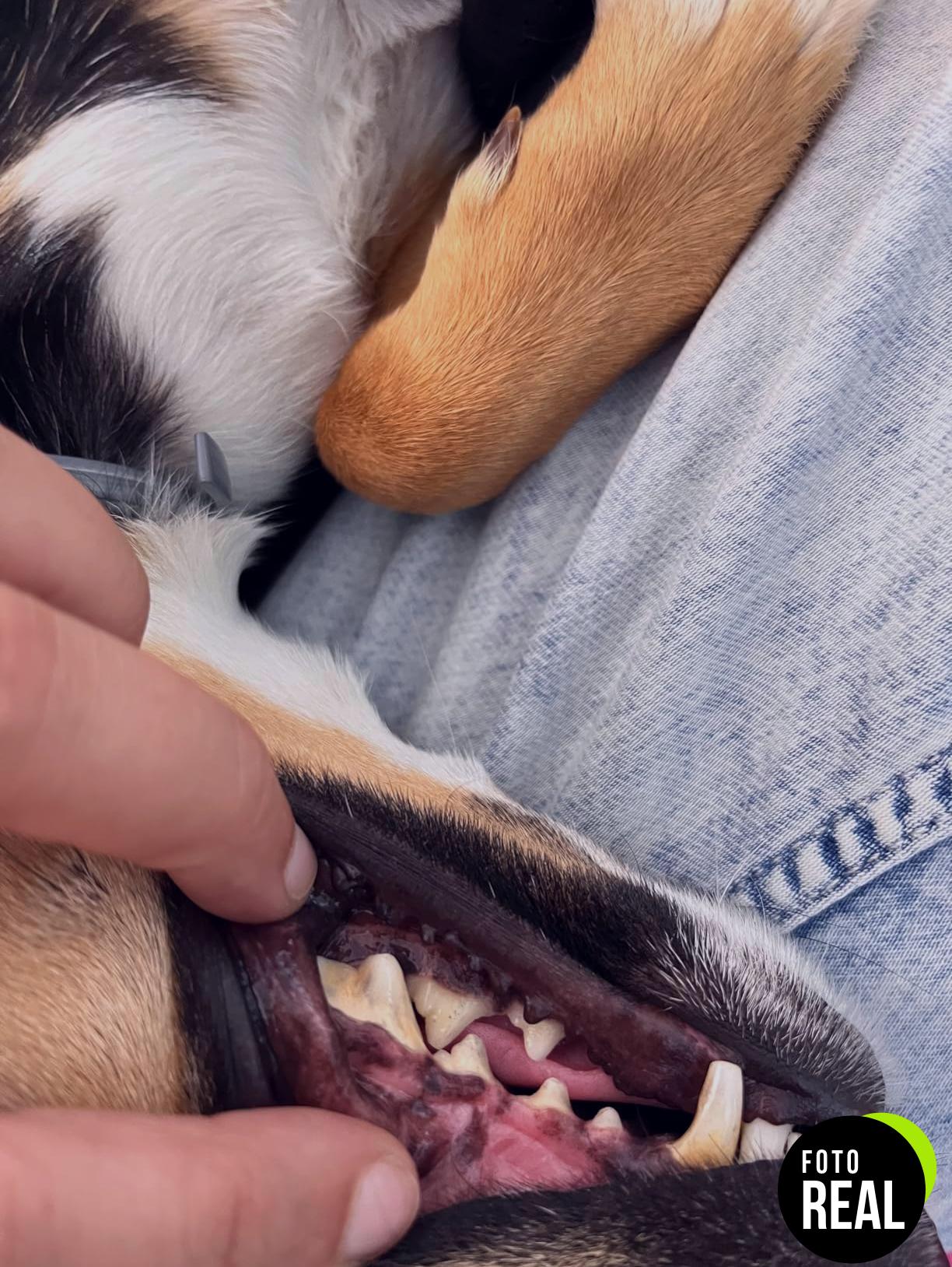 proden-limpieza-dental-mascotas-60g-foto-3