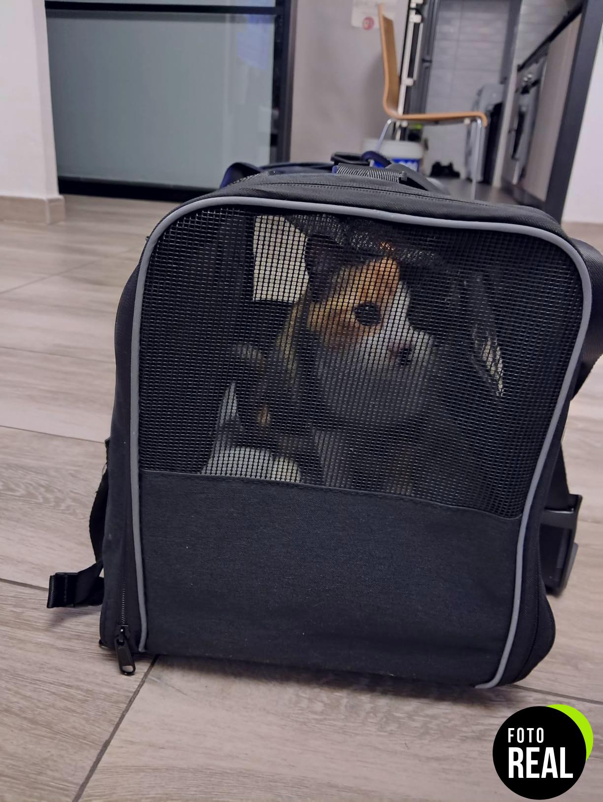 transportin-mascotas-viaje-3puertas-12x44x24cm-foto-2