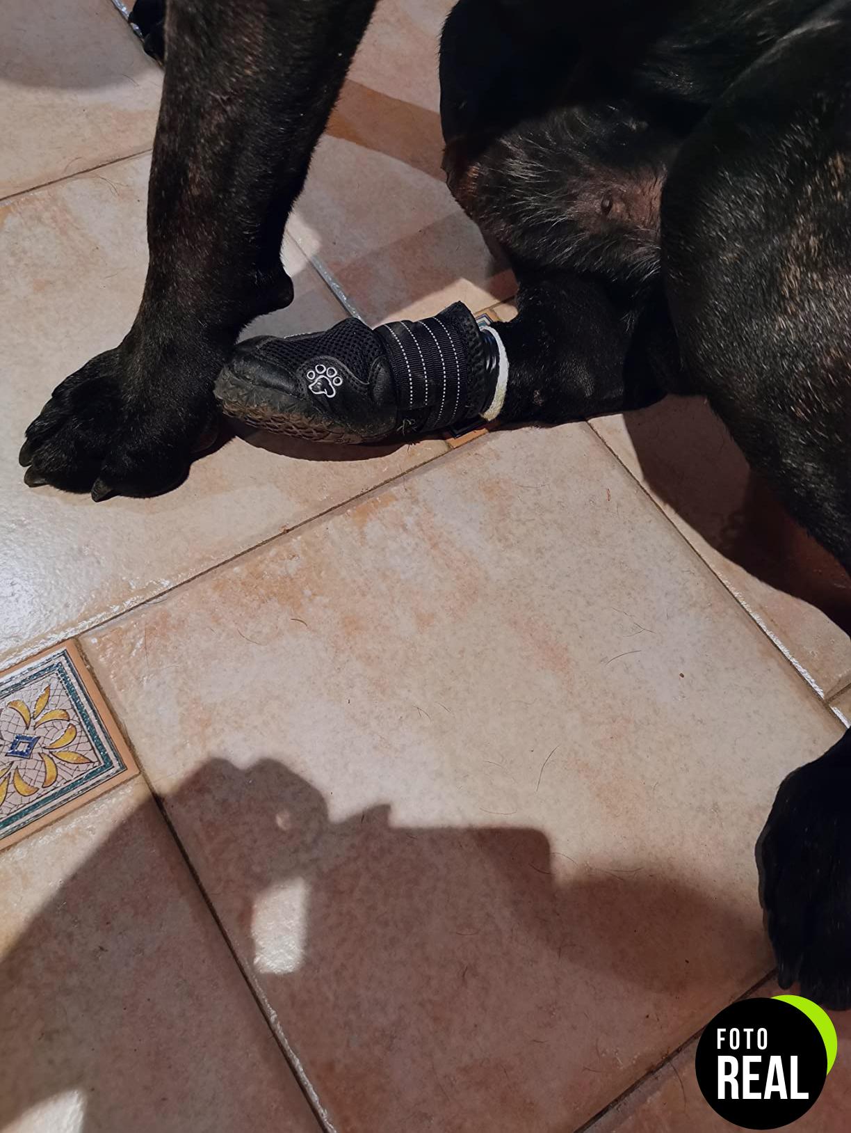 trixie-botas-protectoras-perro-negro-extra-2-foto-2
