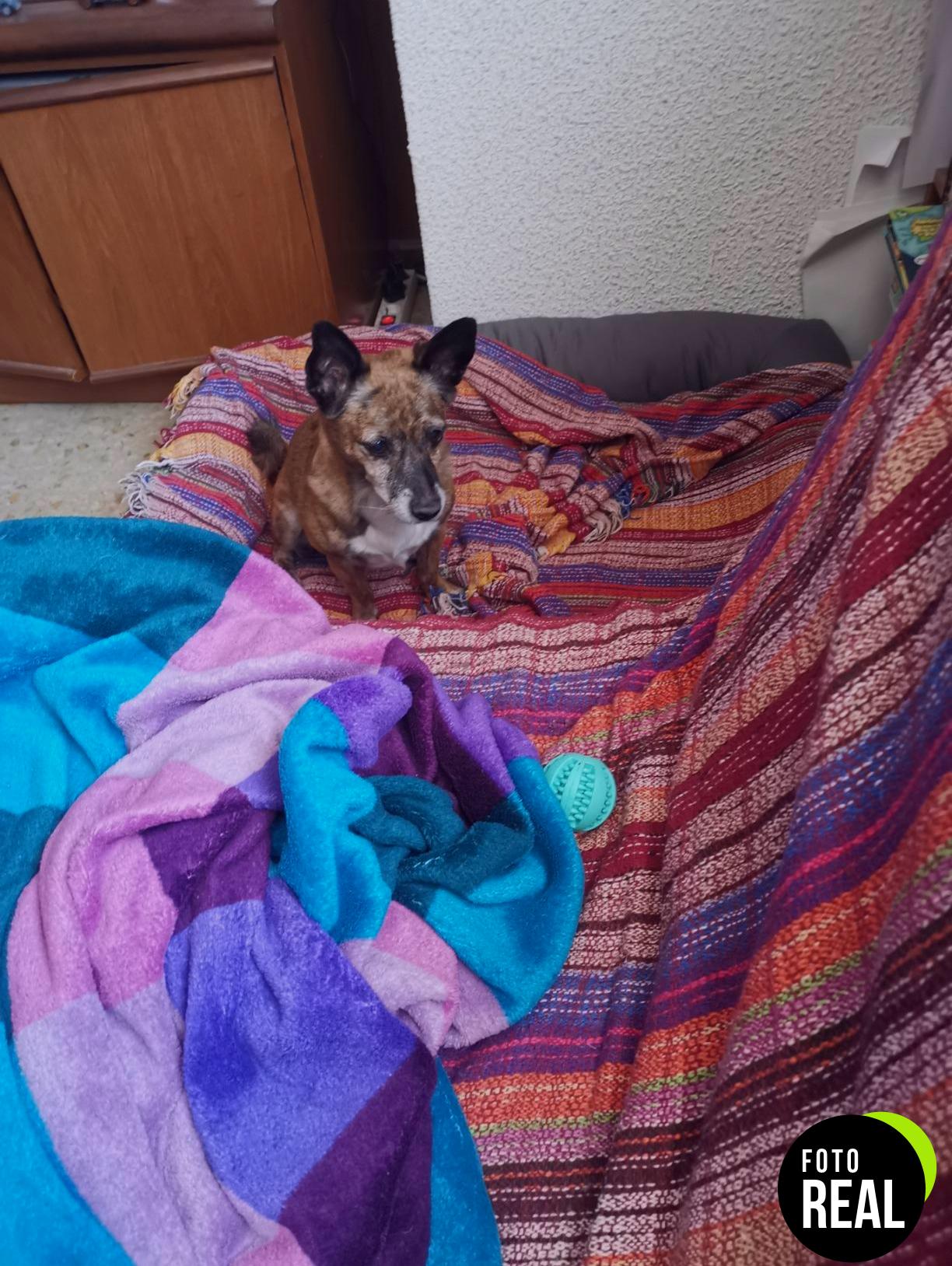 trixie-pelota-denta-divertida-foto-2