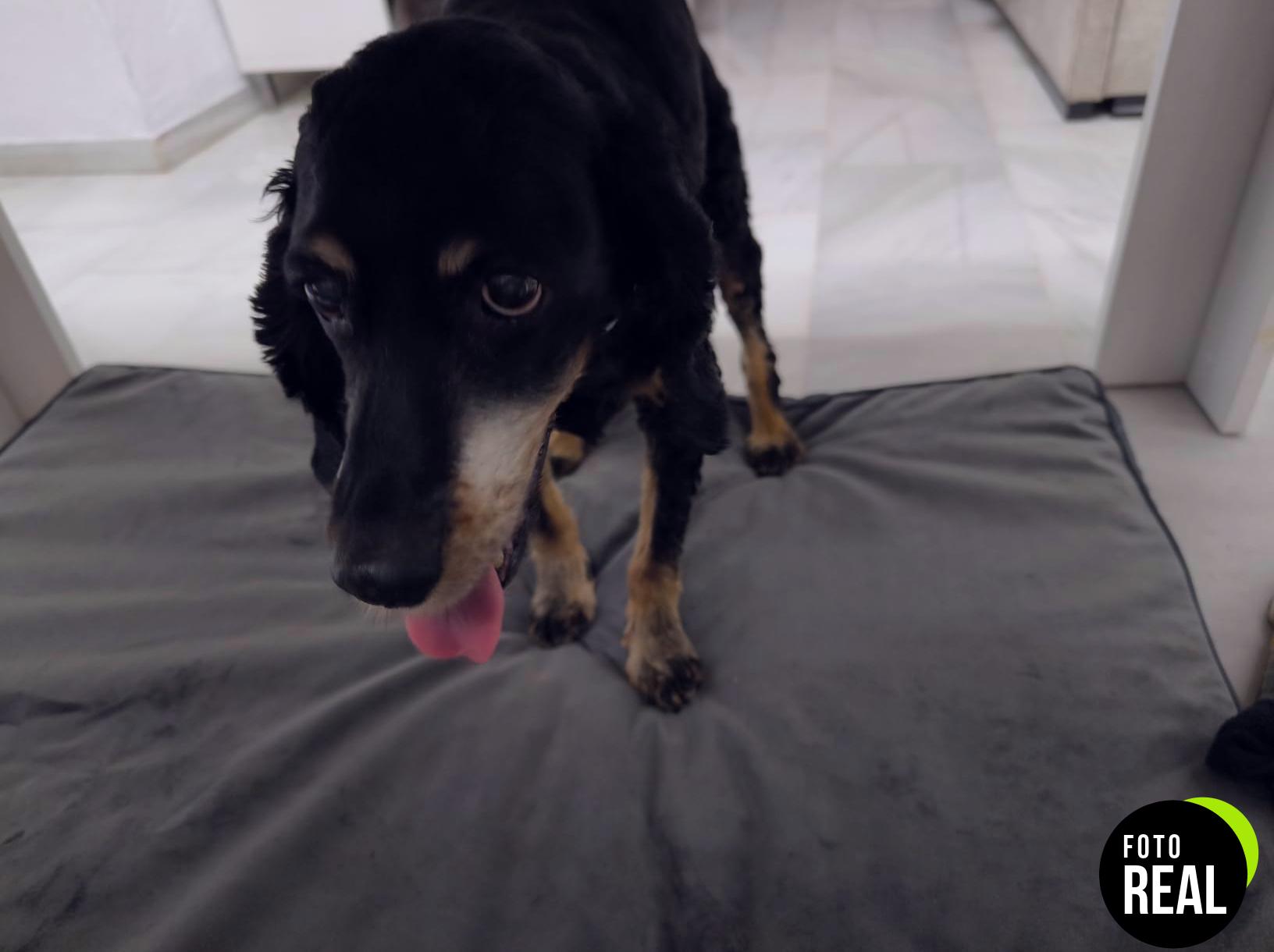 wavve-cama-perro-ortopedica-xxl-gris-foto-2