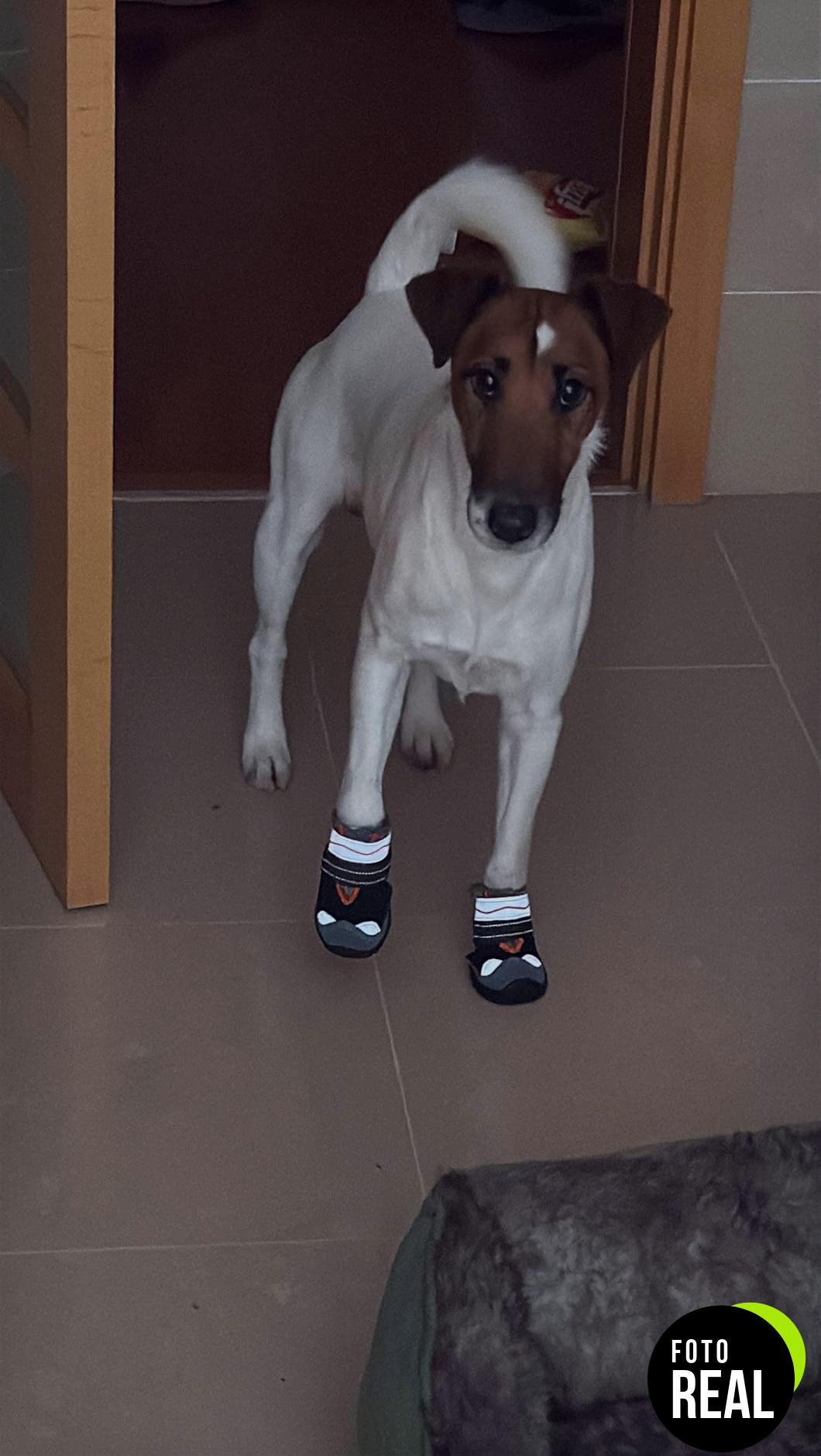 zapatos-slo-ton-perros-2-unidades-antideslizantes-foto-3